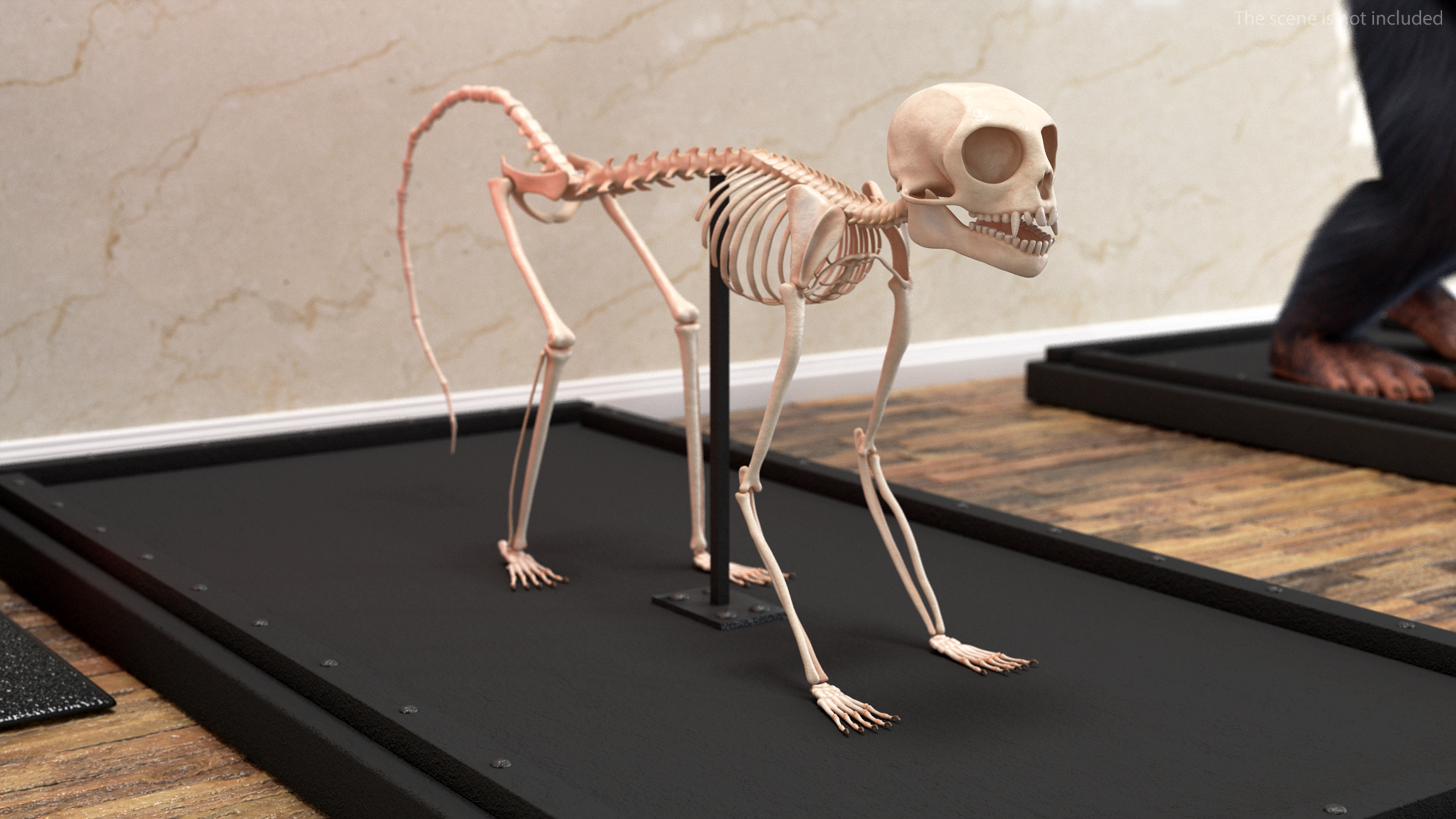 3D model Common Marmoset Monkey Skeleton Crawling