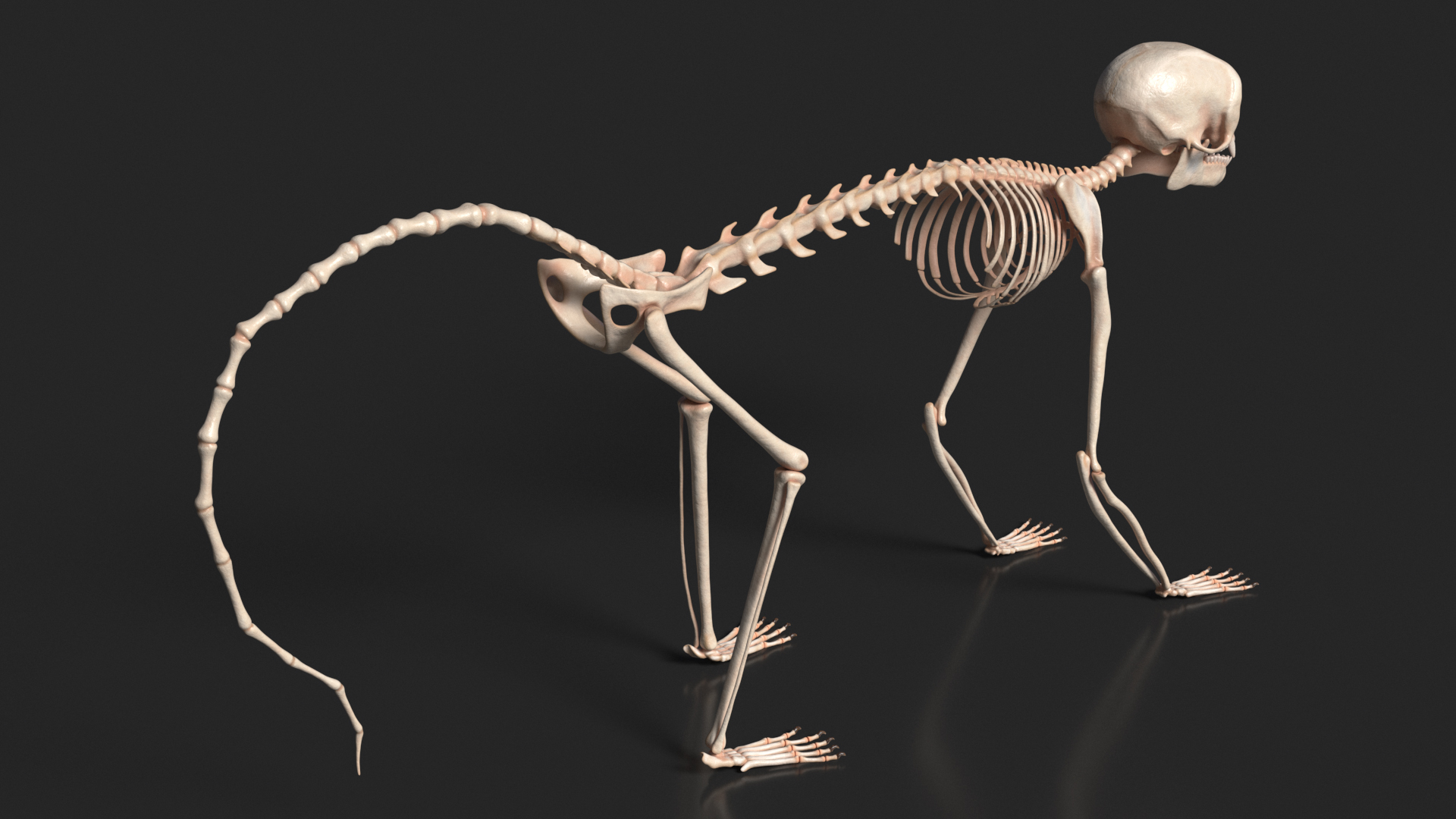 3D model Common Marmoset Monkey Skeleton Crawling