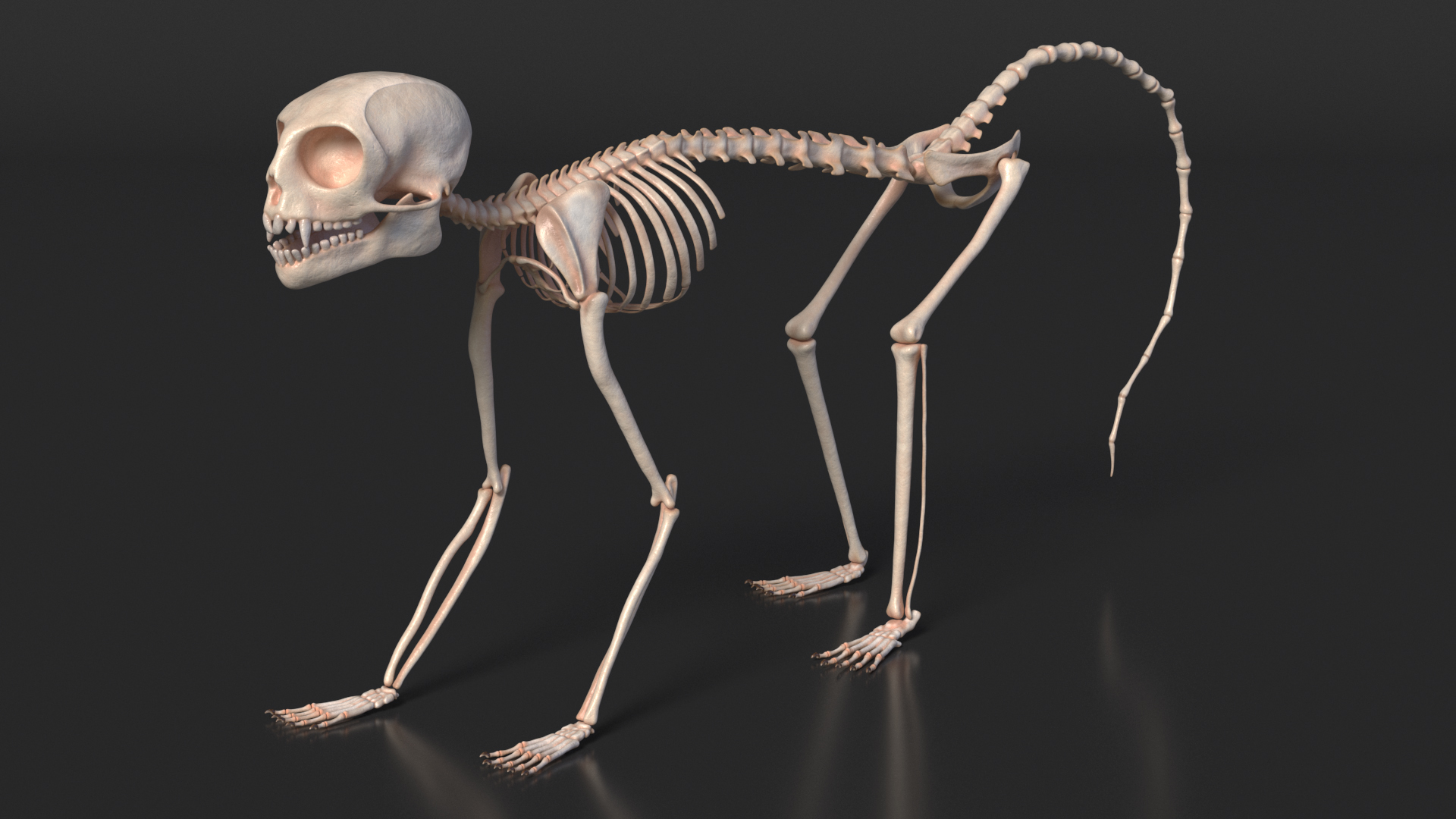 3D model Common Marmoset Monkey Skeleton Crawling
