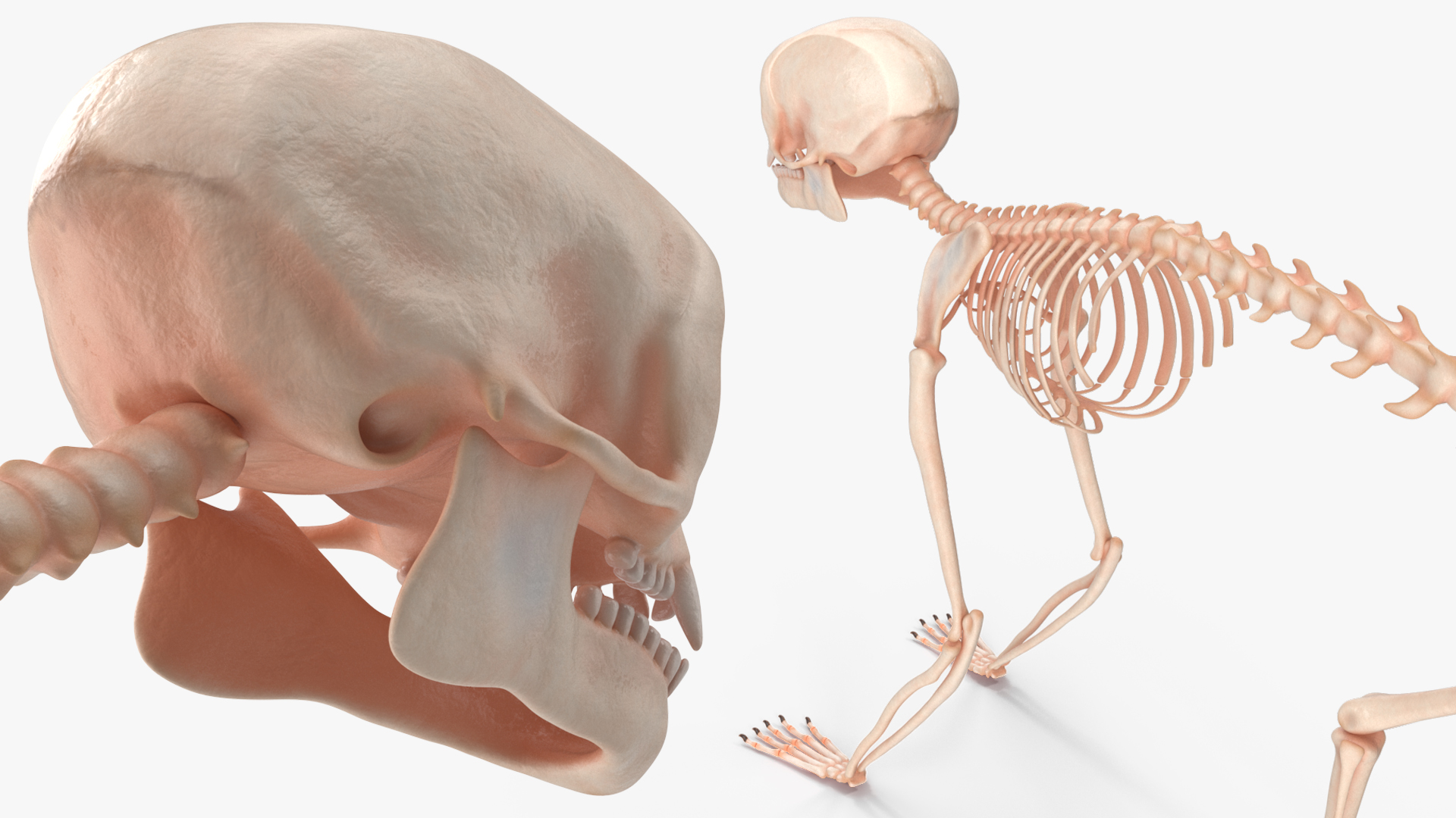 3D model Common Marmoset Monkey Skeleton Crawling