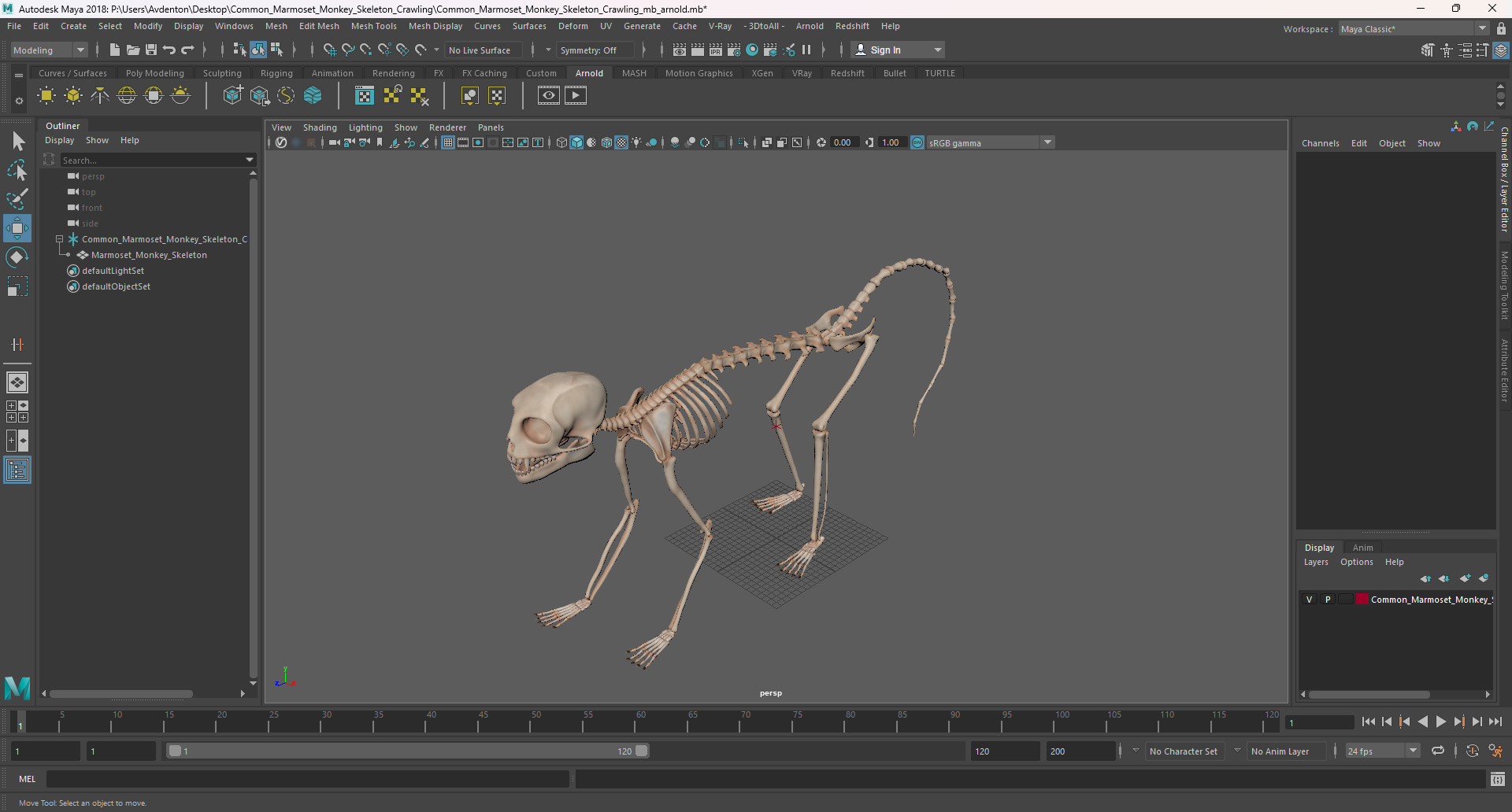 3D model Common Marmoset Monkey Skeleton Crawling