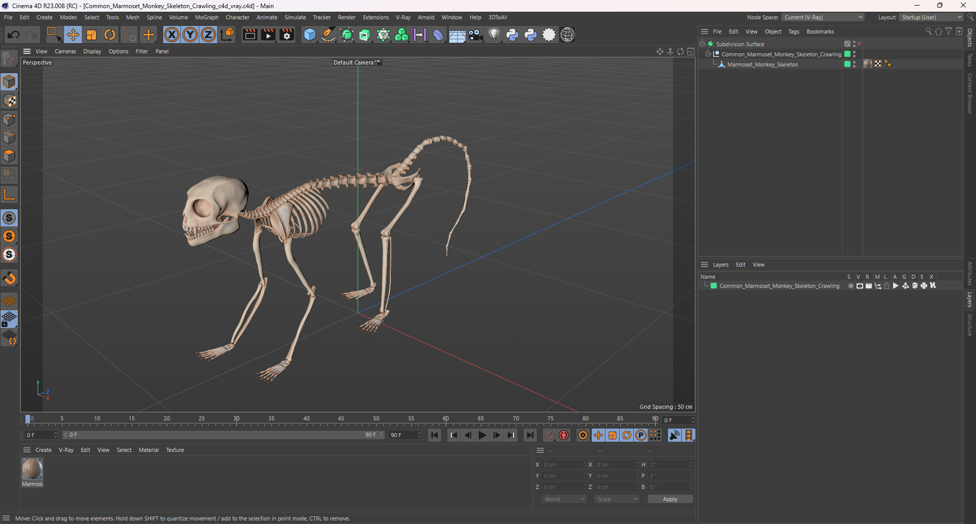 3D model Common Marmoset Monkey Skeleton Crawling