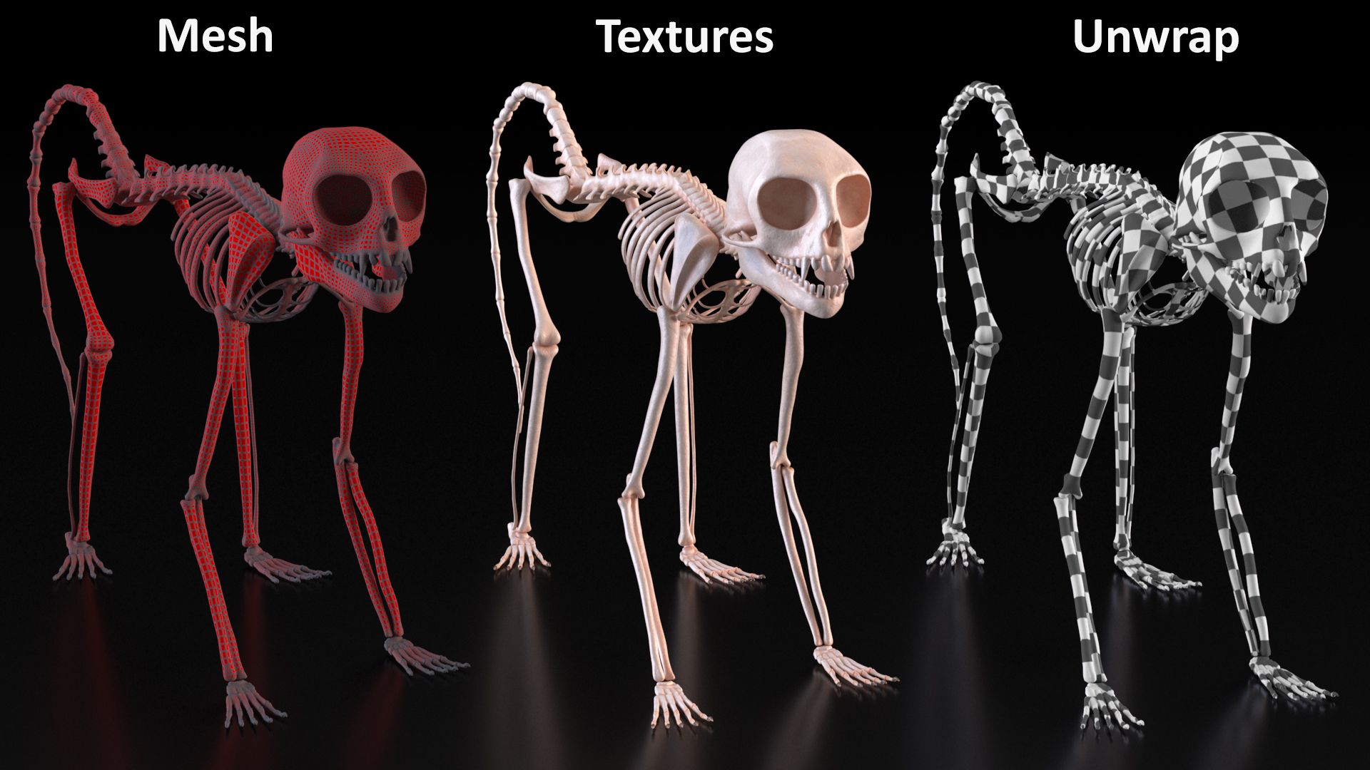 3D model Common Marmoset Monkey Skeleton Crawling