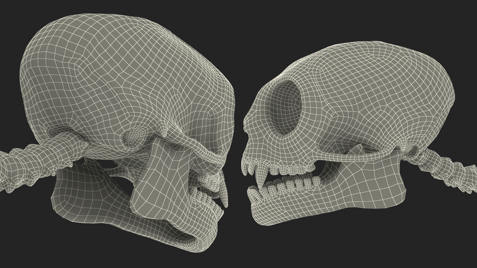 3D model Common Marmoset Monkey Skeleton Crawling