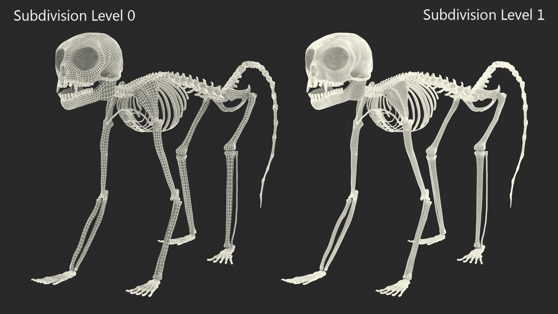 3D model Common Marmoset Monkey Skeleton Crawling