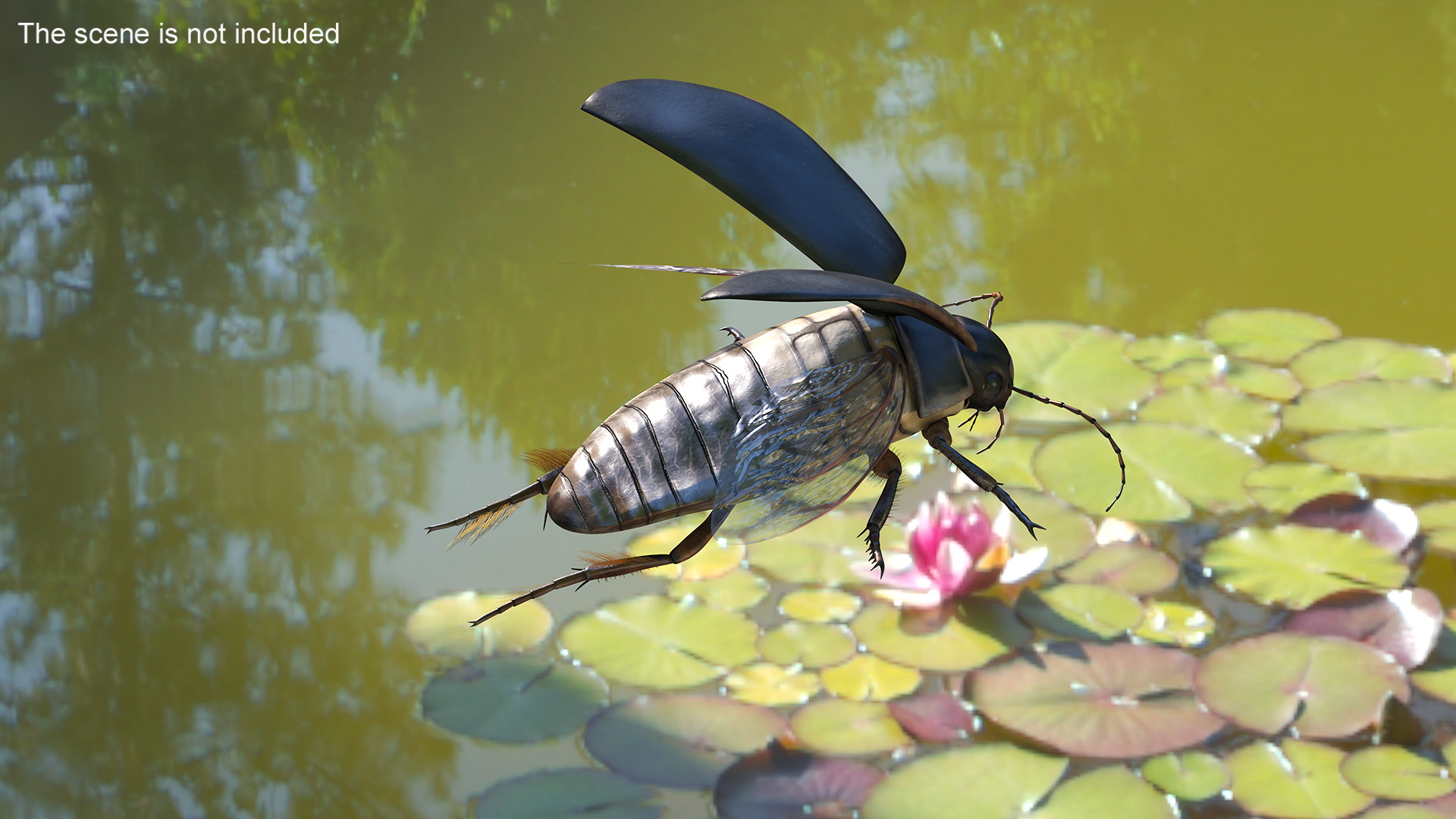 Aquatic Beetle Black Flying 3D
