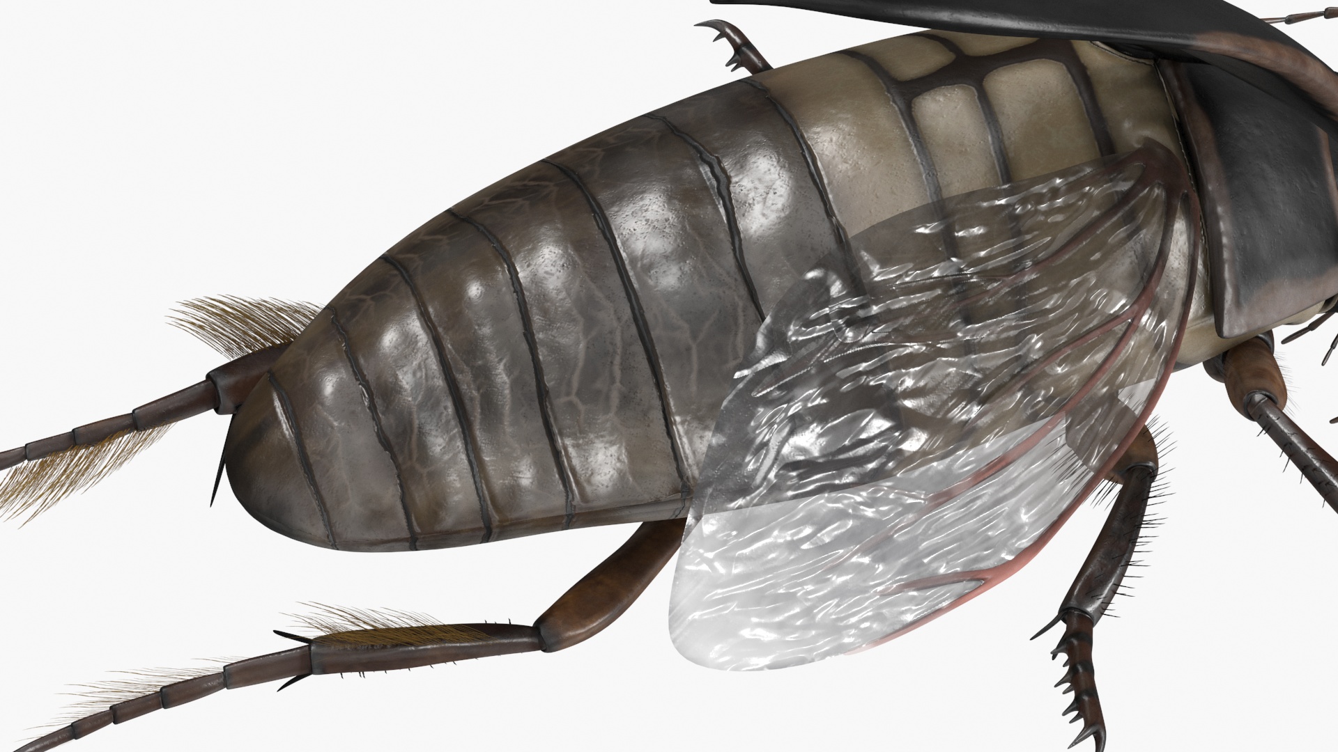 Aquatic Beetle Black Flying 3D