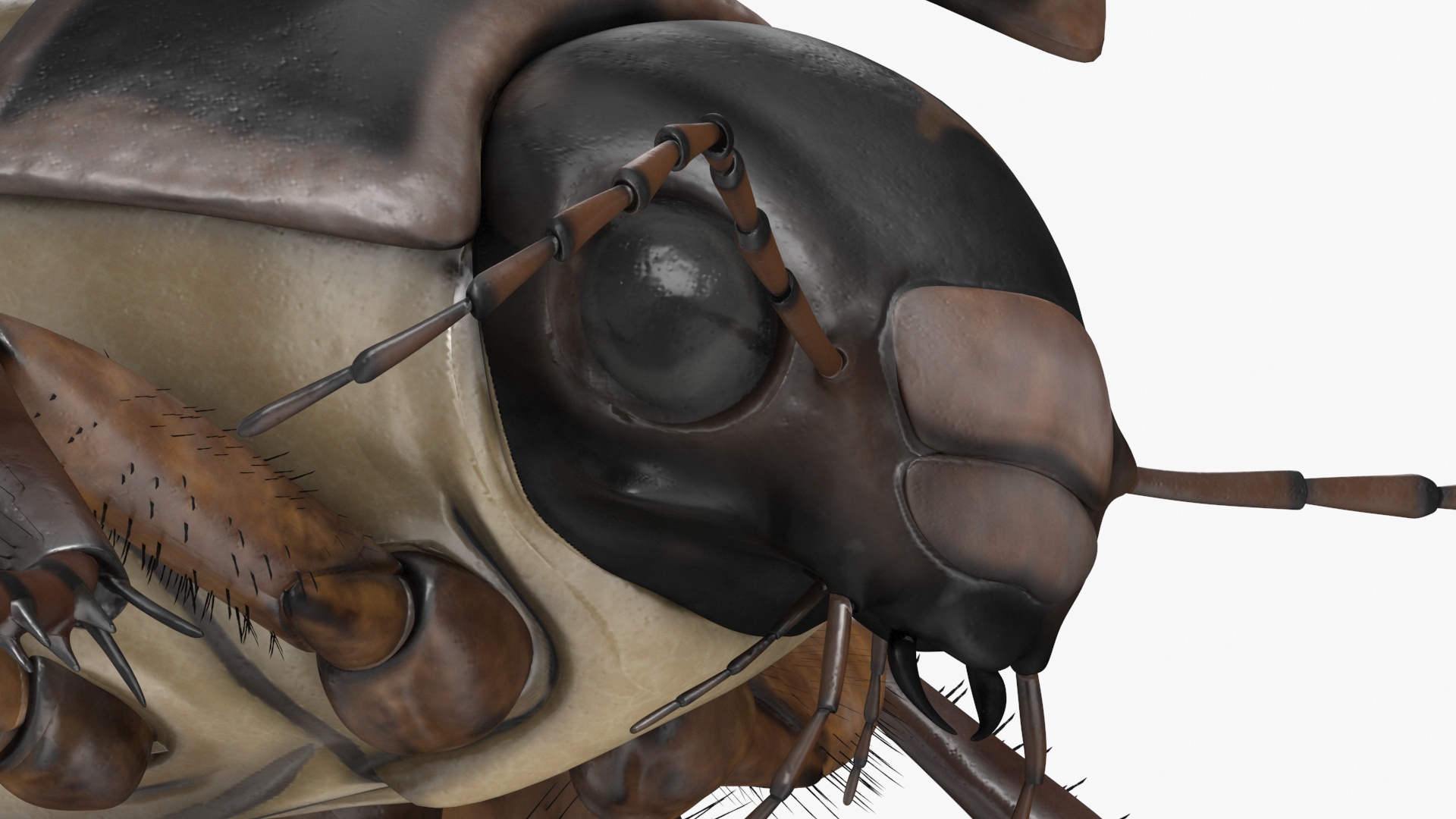 Aquatic Beetle Black Flying 3D