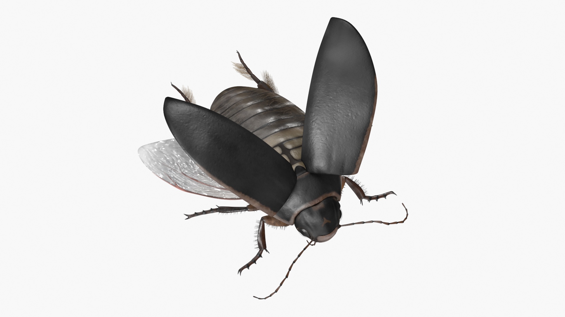 Aquatic Beetle Black Flying 3D
