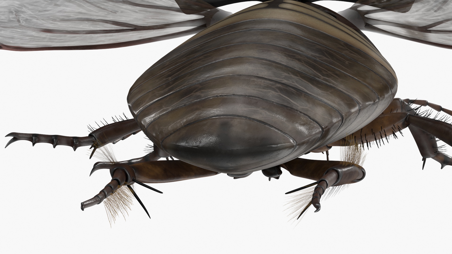 Aquatic Beetle Black Flying 3D