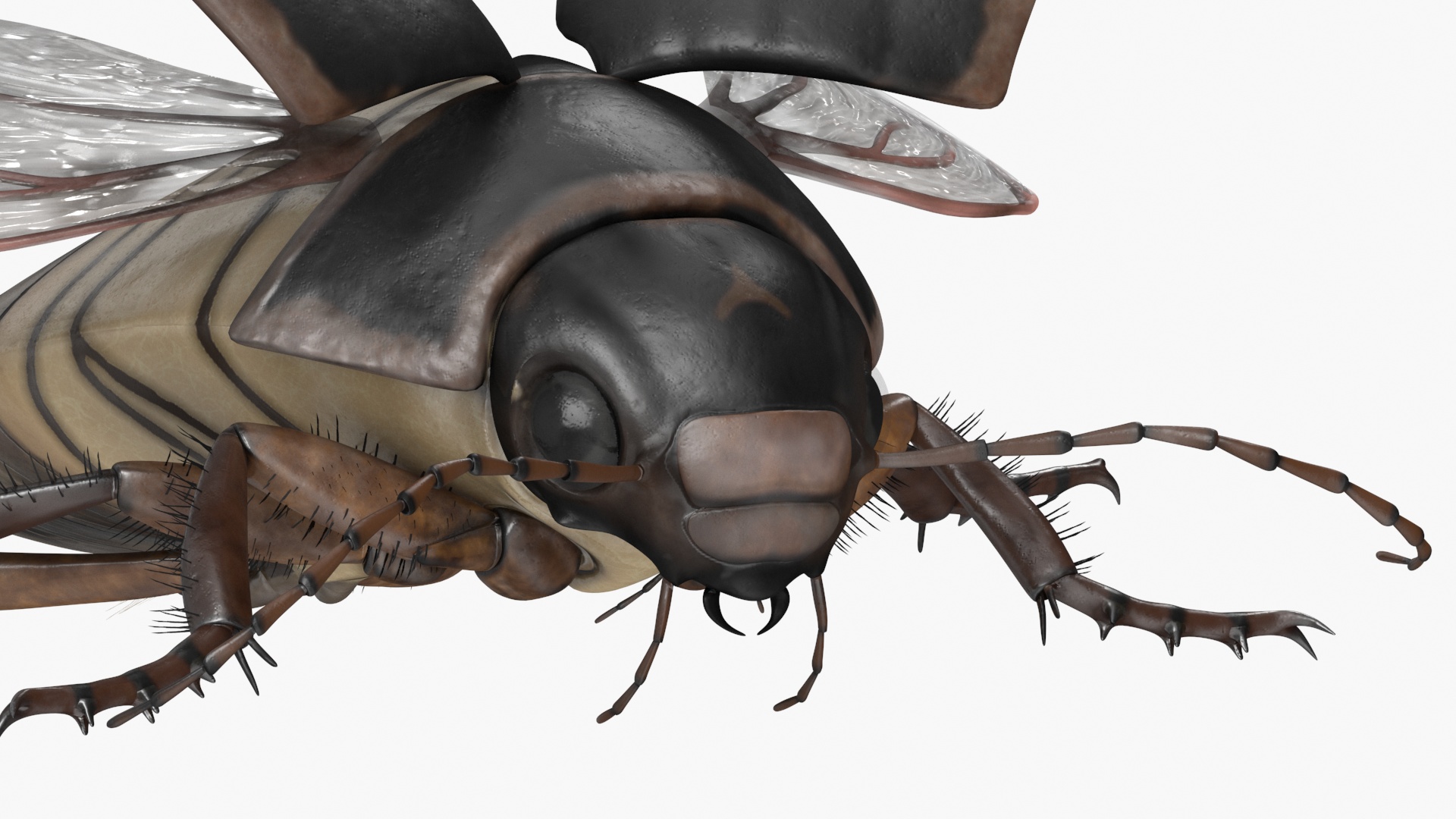 Aquatic Beetle Black Flying 3D