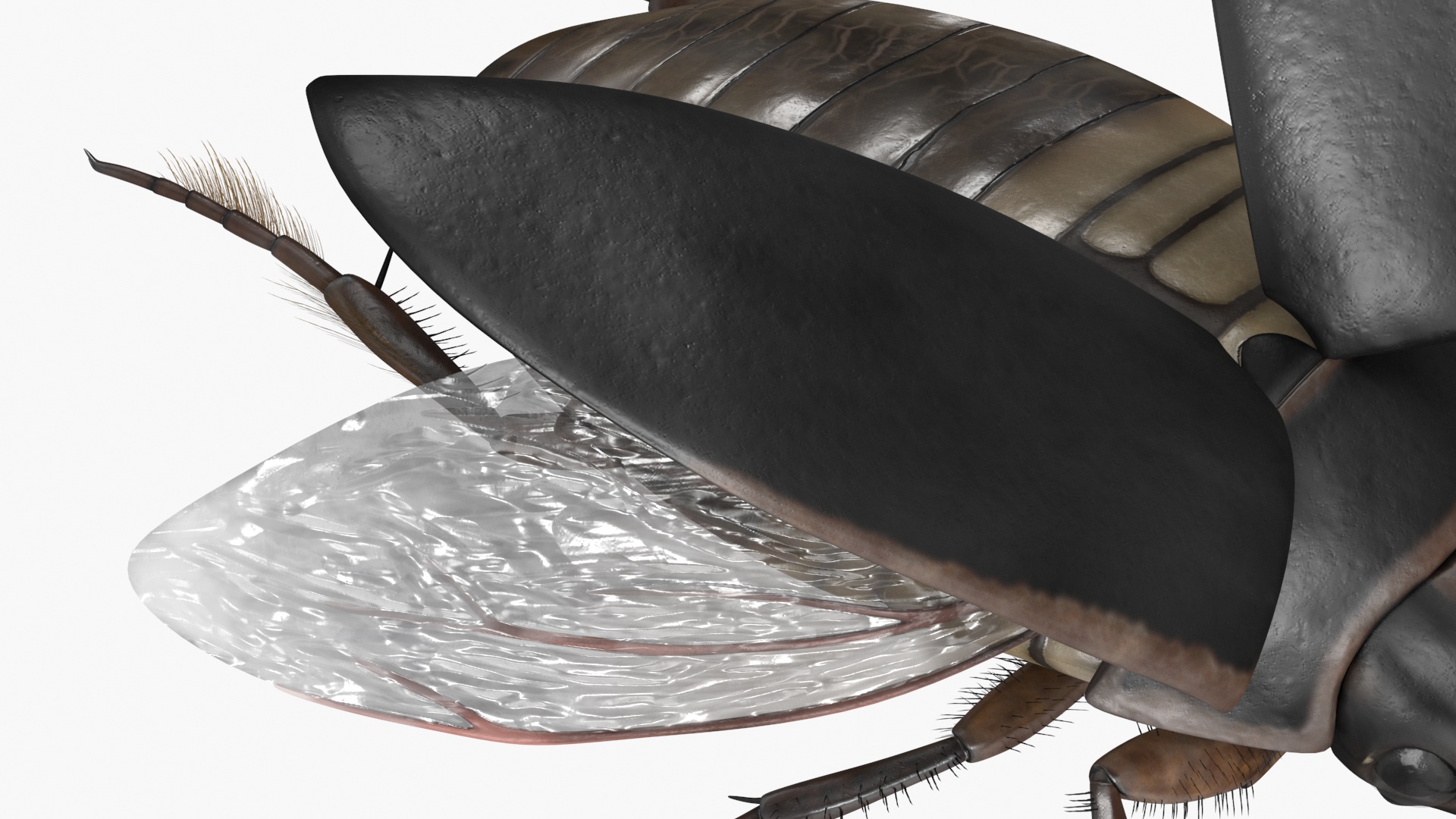 Aquatic Beetle Black Flying 3D