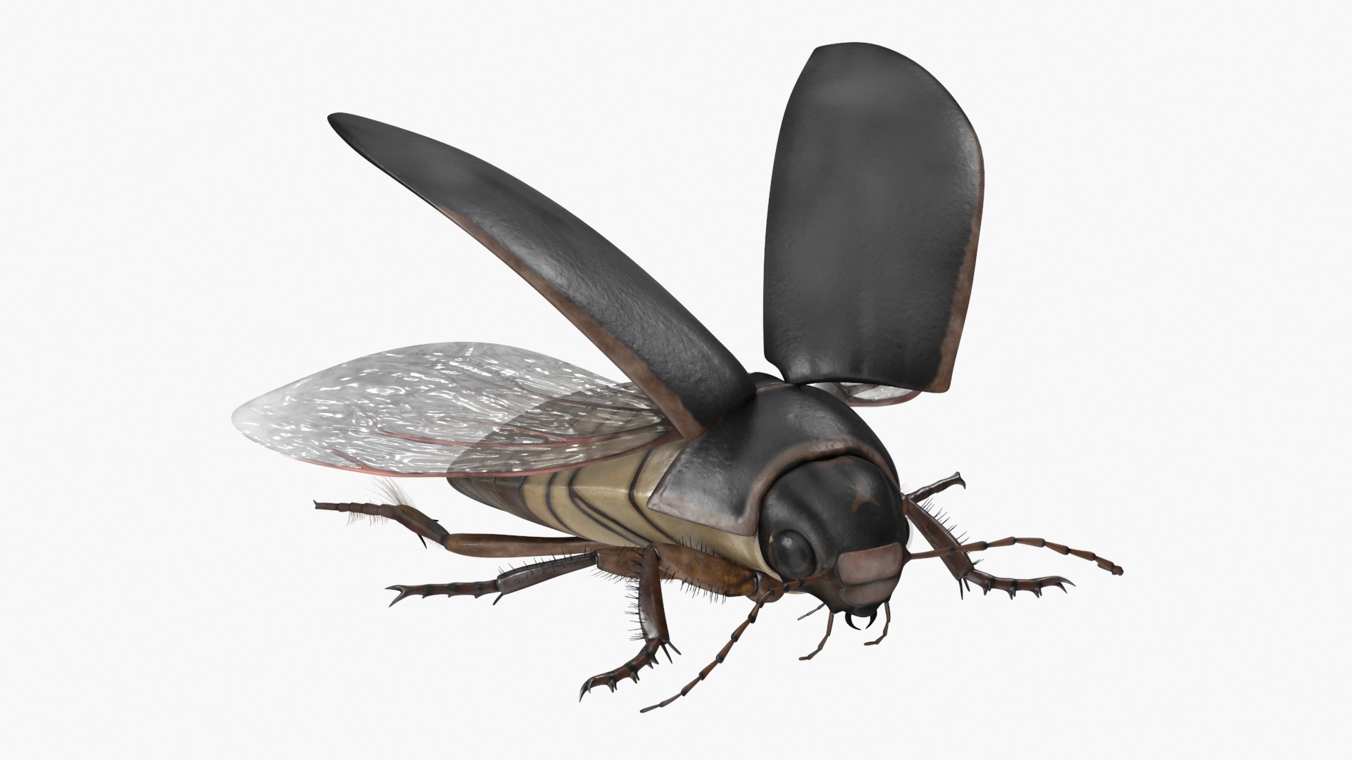 Aquatic Beetle Black Flying 3D