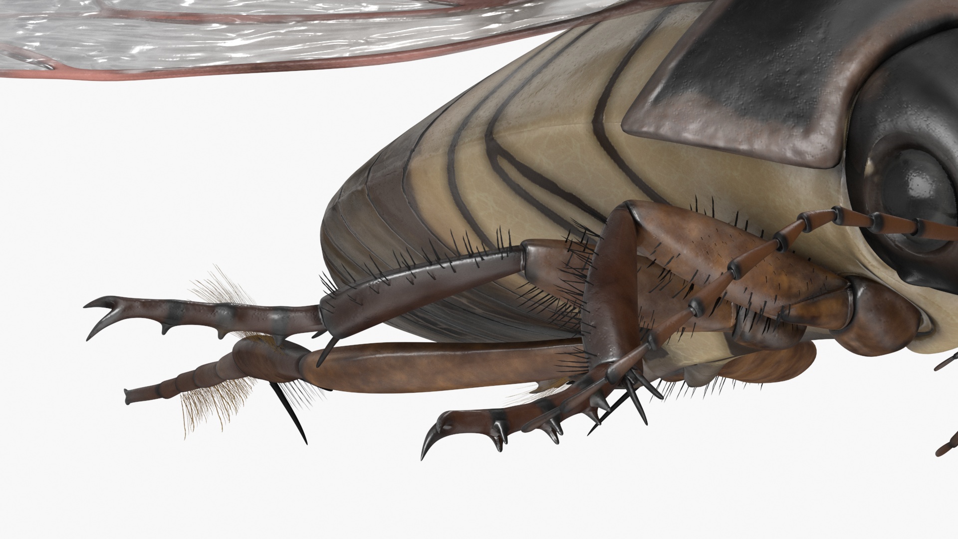 Aquatic Beetle Black Flying 3D