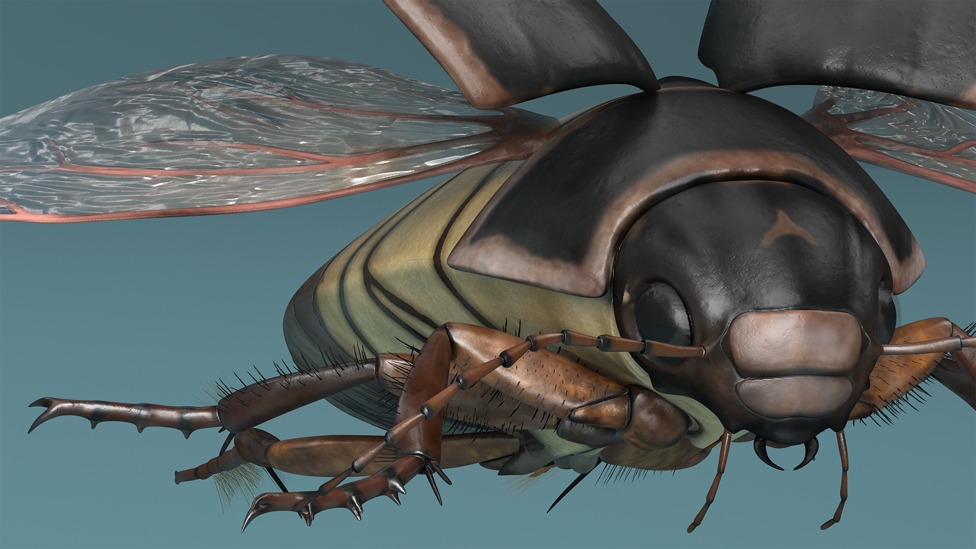 Aquatic Beetle Black Flying 3D