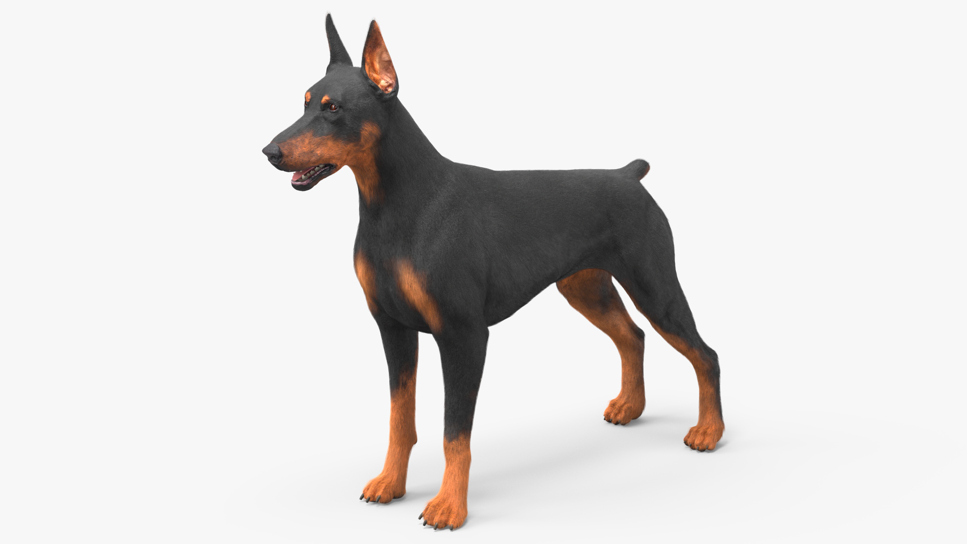 3D model Doberman Pinscher Dog Fur