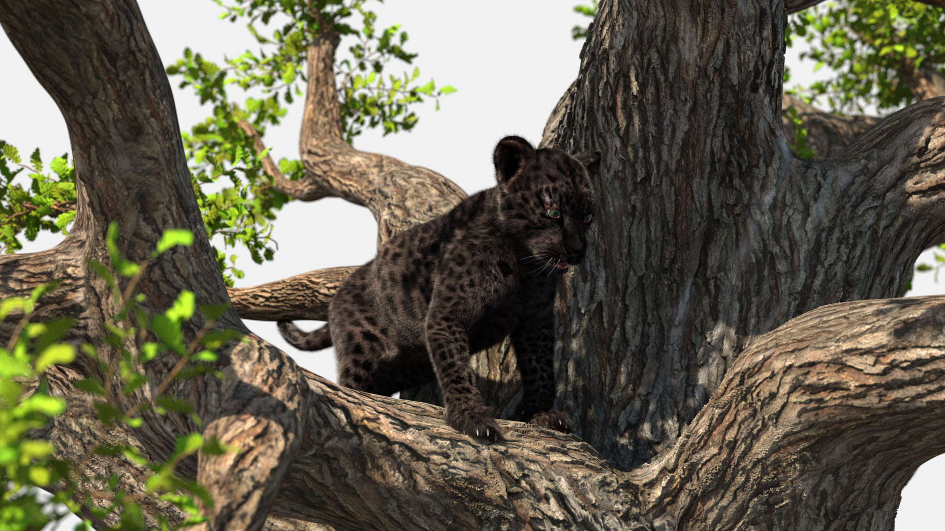 3D model Black Leopard Cub on Ancient Twisted Tree Fur