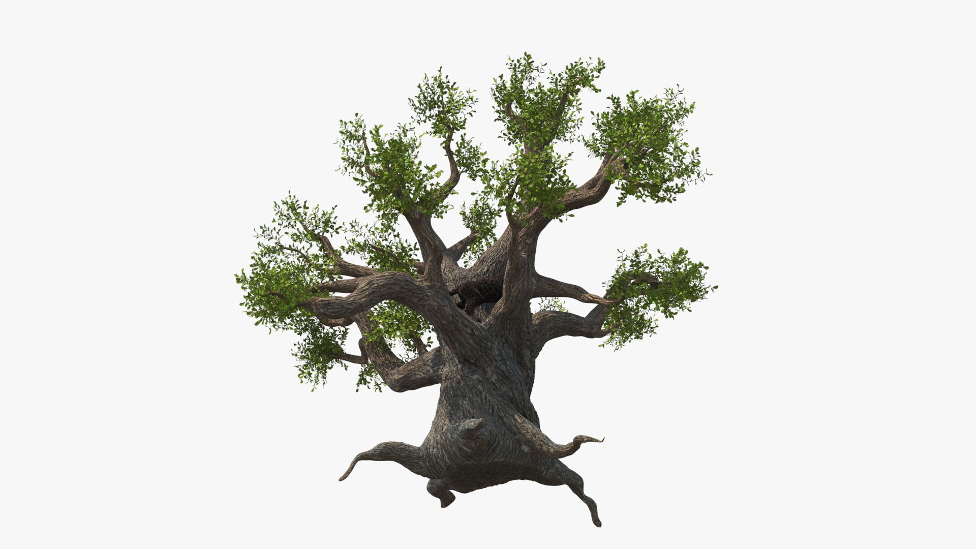 3D model Black Leopard Cub on Ancient Twisted Tree Fur