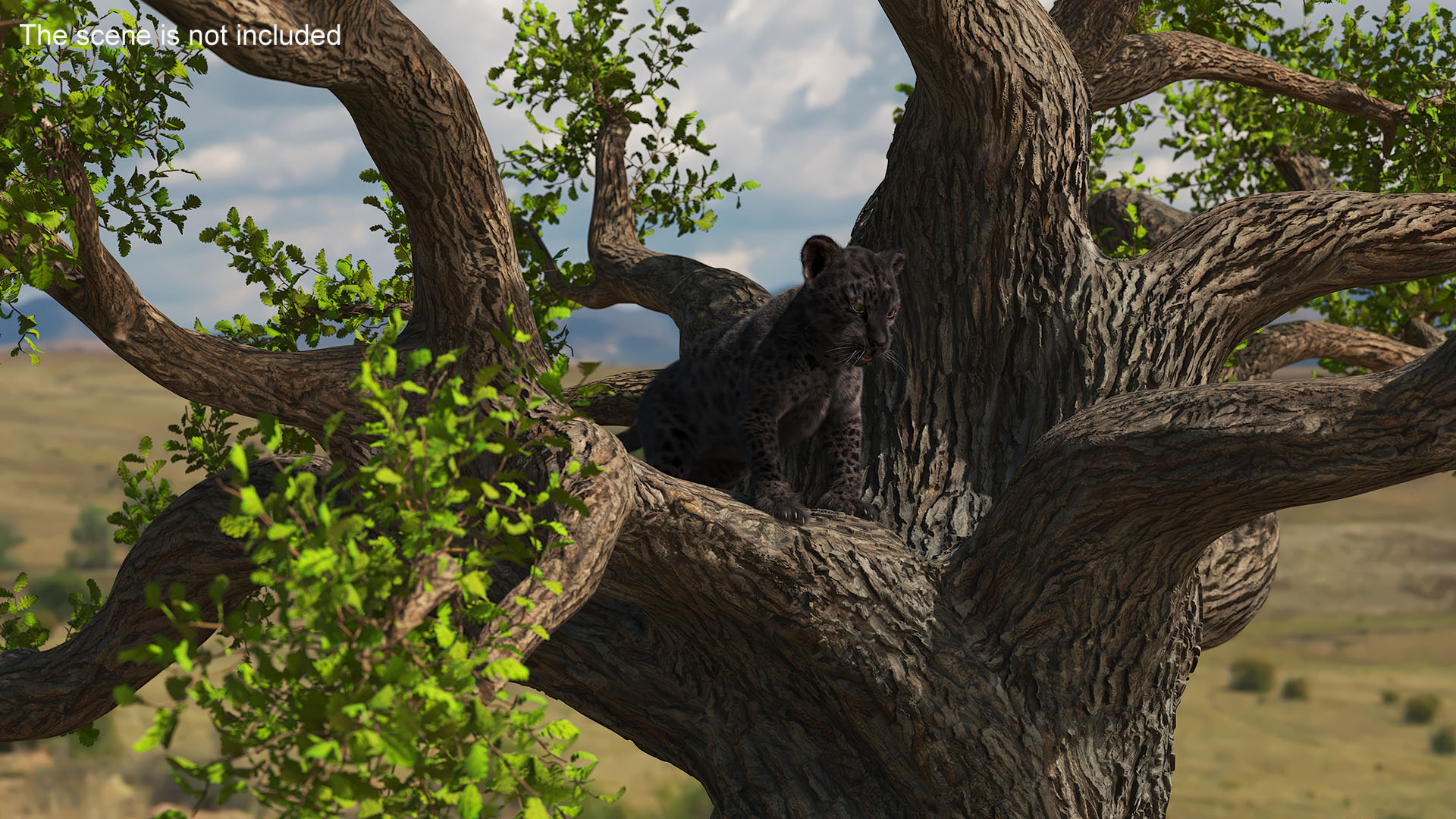 3D model Black Leopard Cub on Ancient Twisted Tree Fur