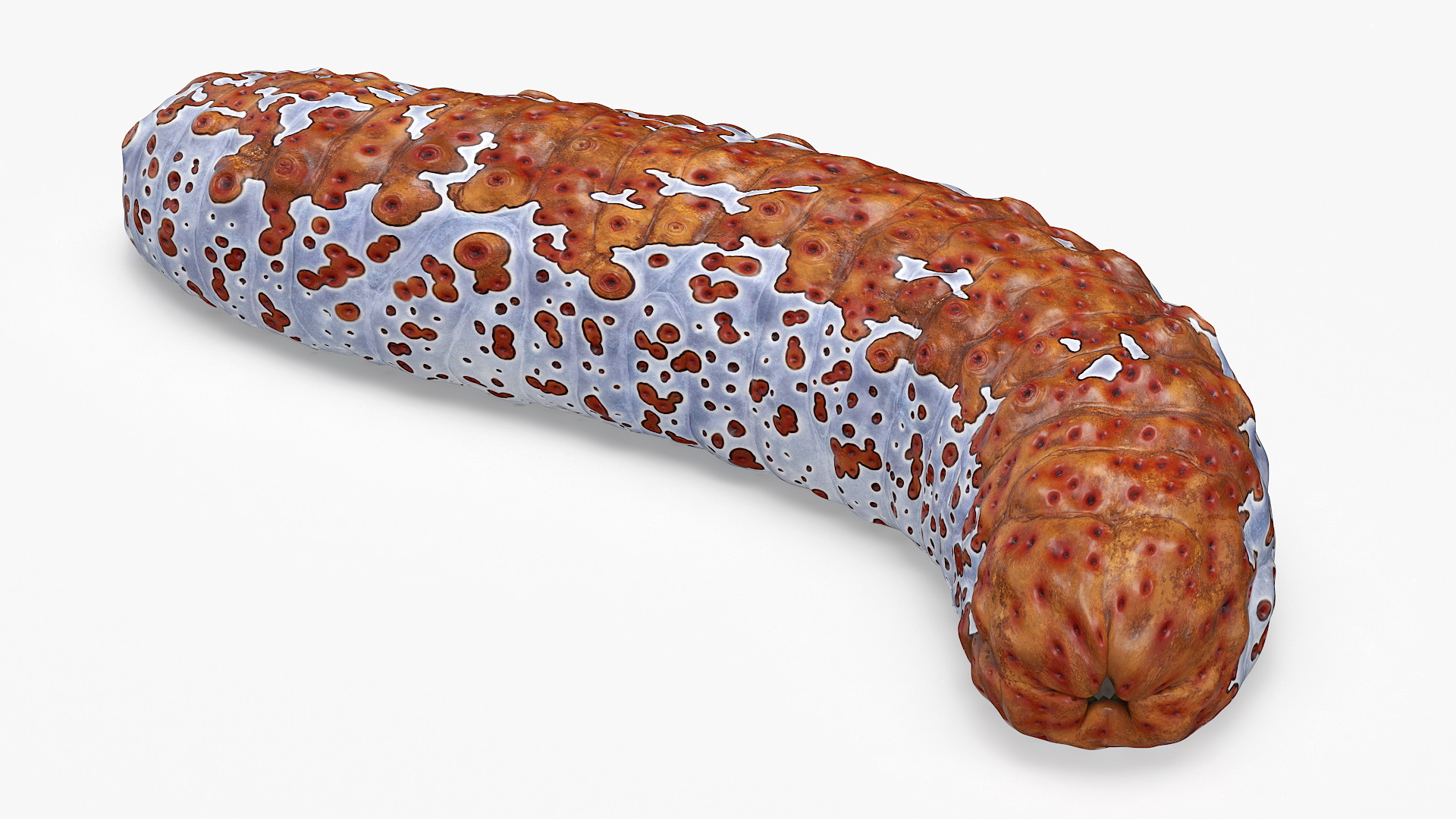 3D model Sea Cucumber S Shaped Red