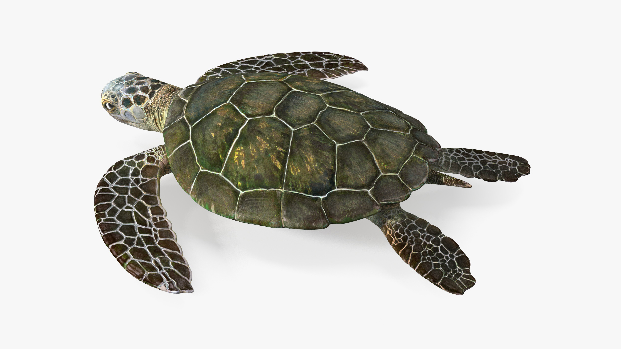 3D Realistic Sea Turtle Rigged for Maya