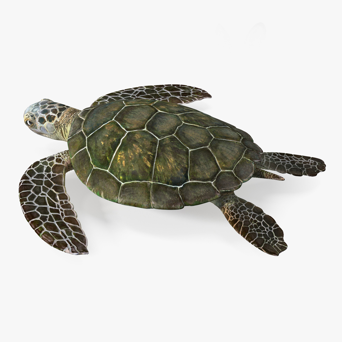 3D Realistic Sea Turtle Rigged for Maya