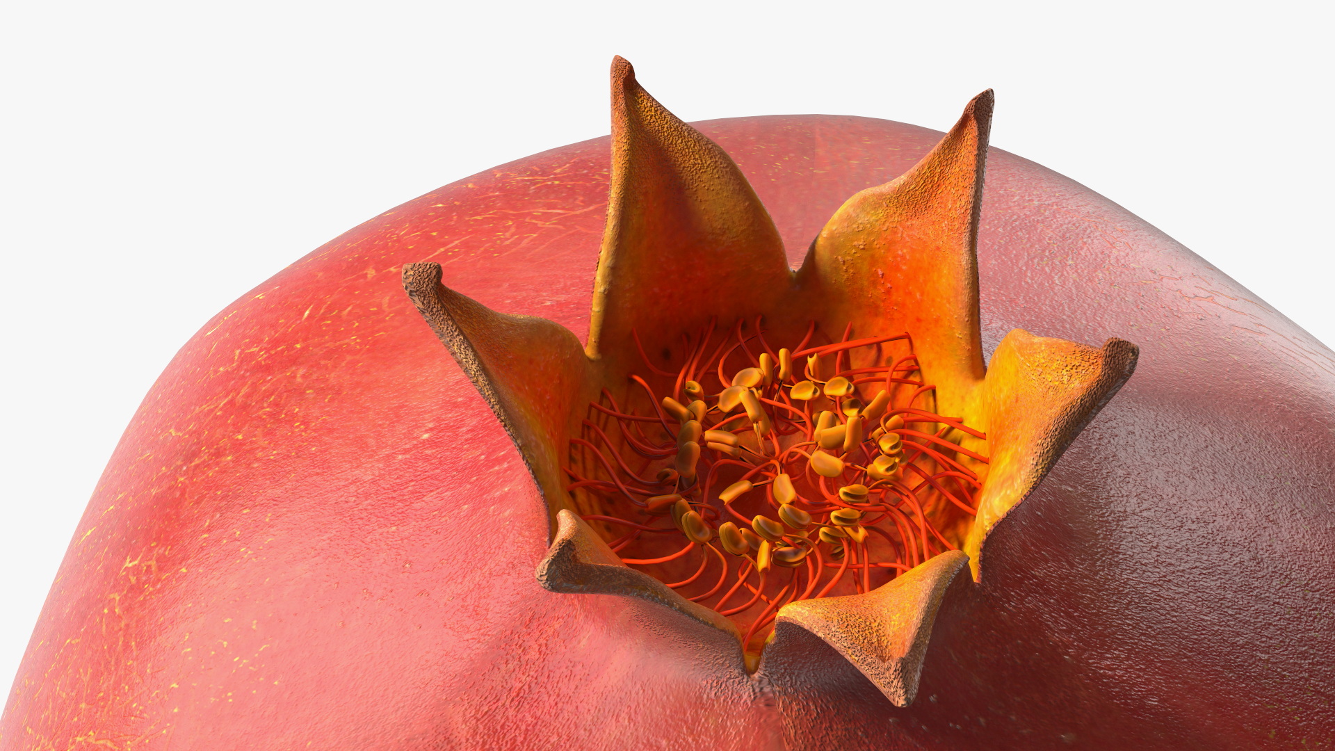 Pomegranate Fruit 3D