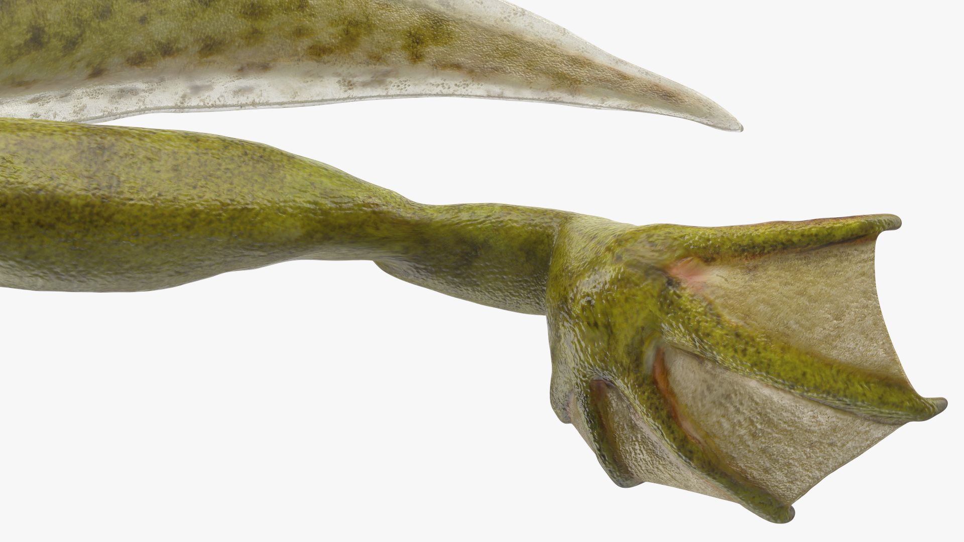 Tadpole with Four Legs 3D