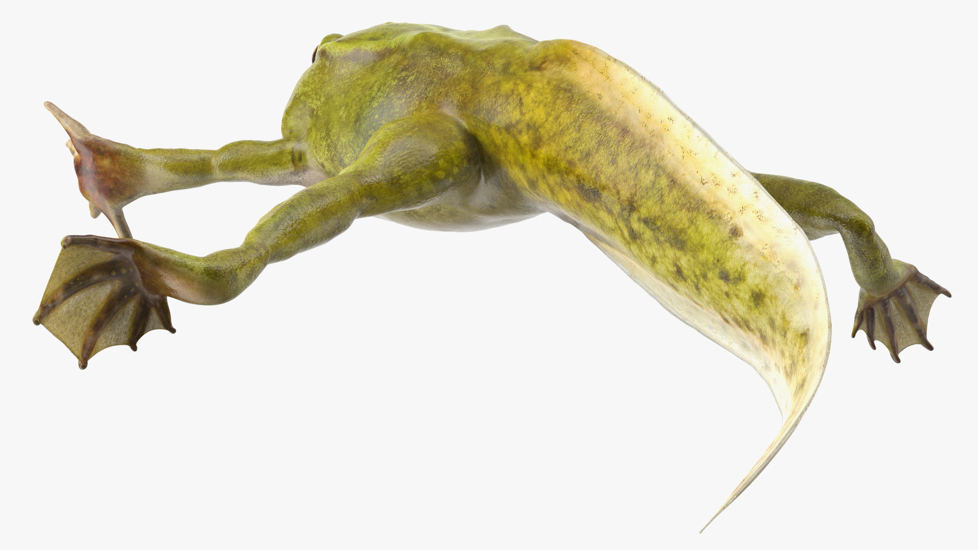Tadpole with Four Legs 3D