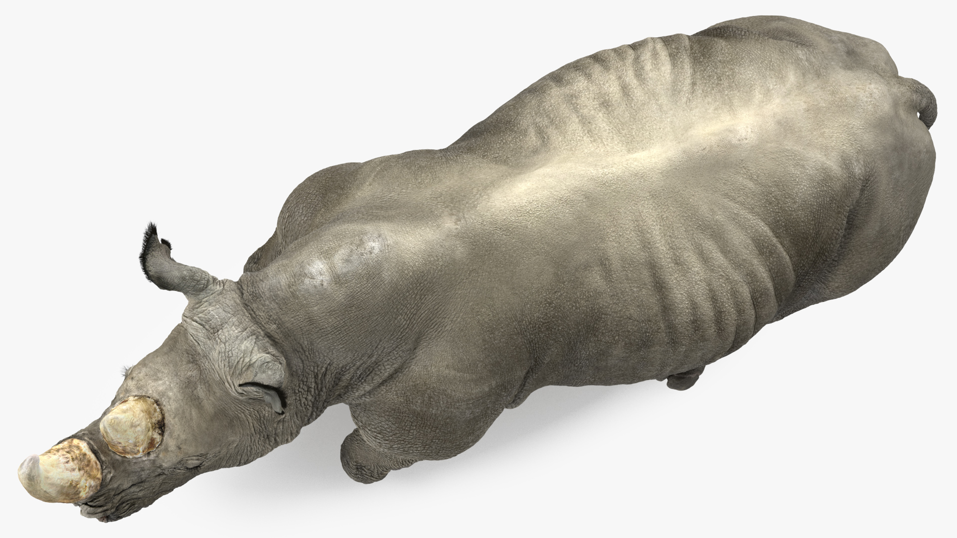 3D Rhino Adult Running Pose Fur model
