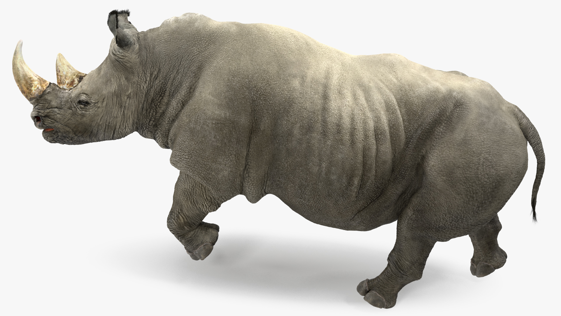 3D Rhino Adult Running Pose Fur model