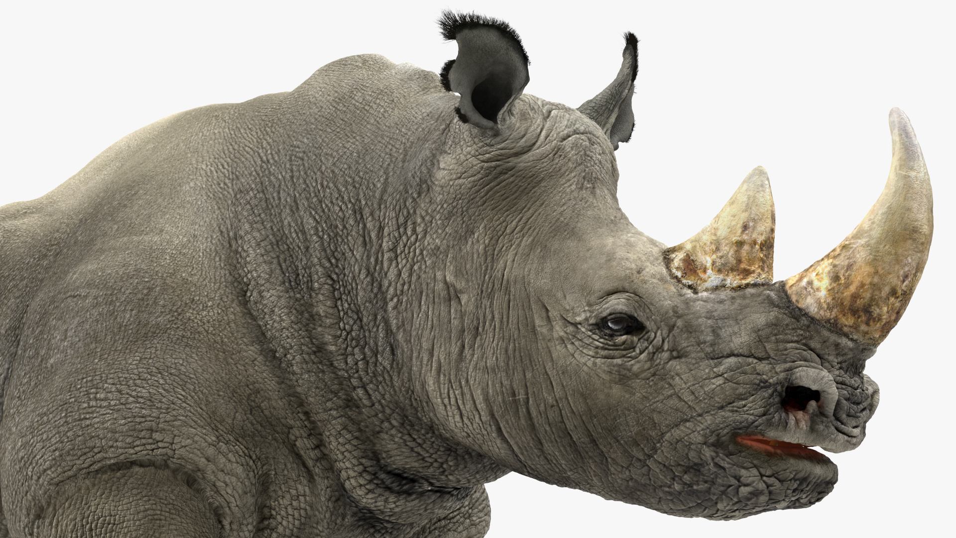 3D Rhino Adult Running Pose Fur model