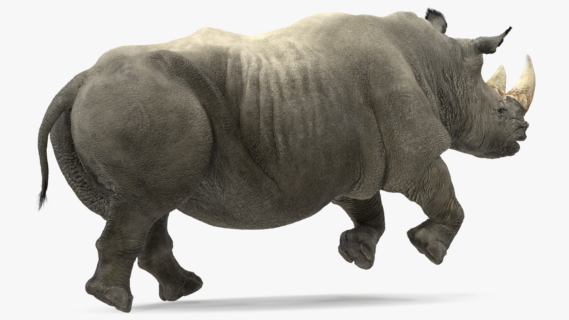 3D Rhino Adult Running Pose Fur model