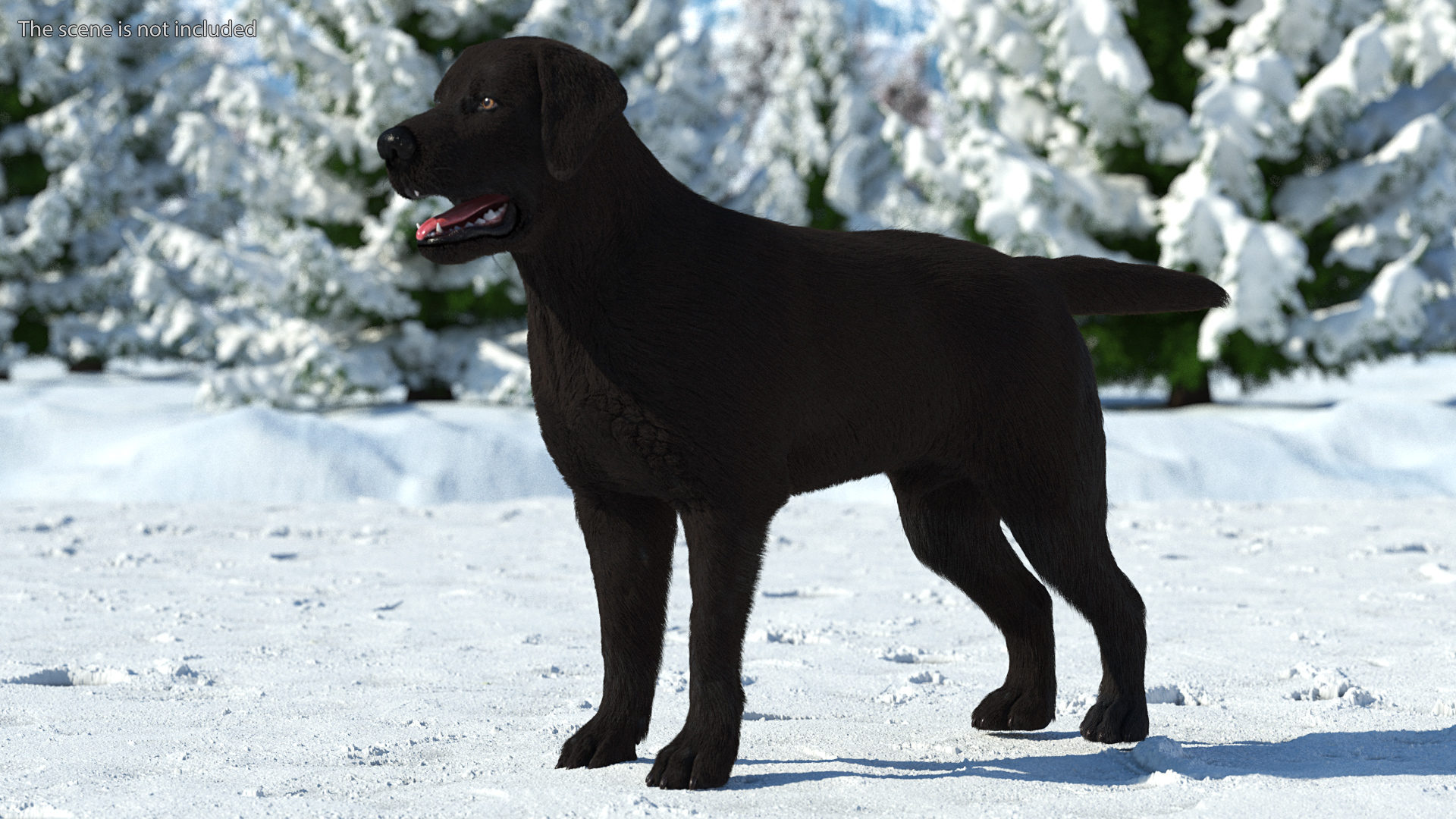 Labrador Dog Black Rigged Fur 3D model