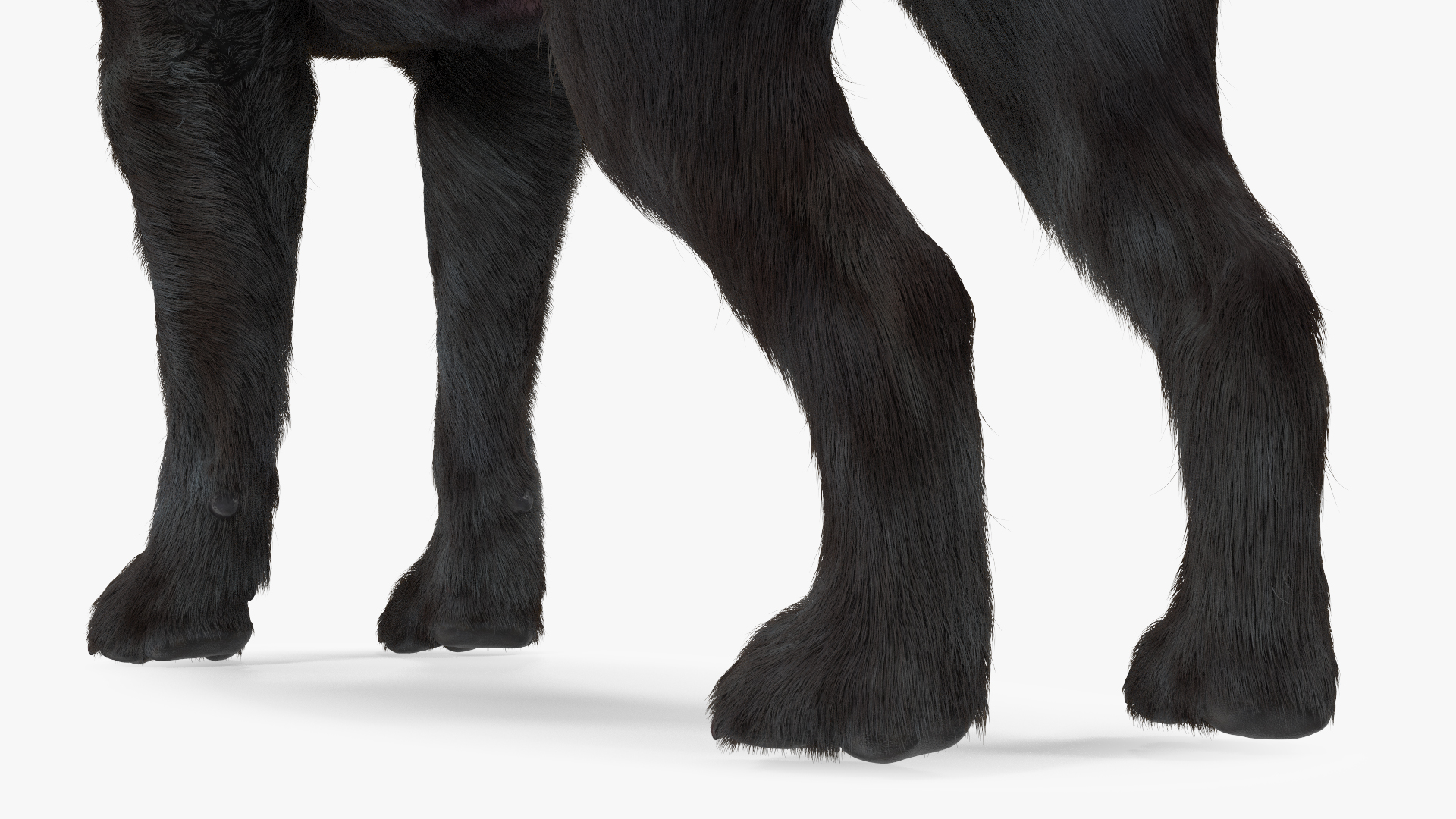 Labrador Dog Black Rigged Fur 3D model