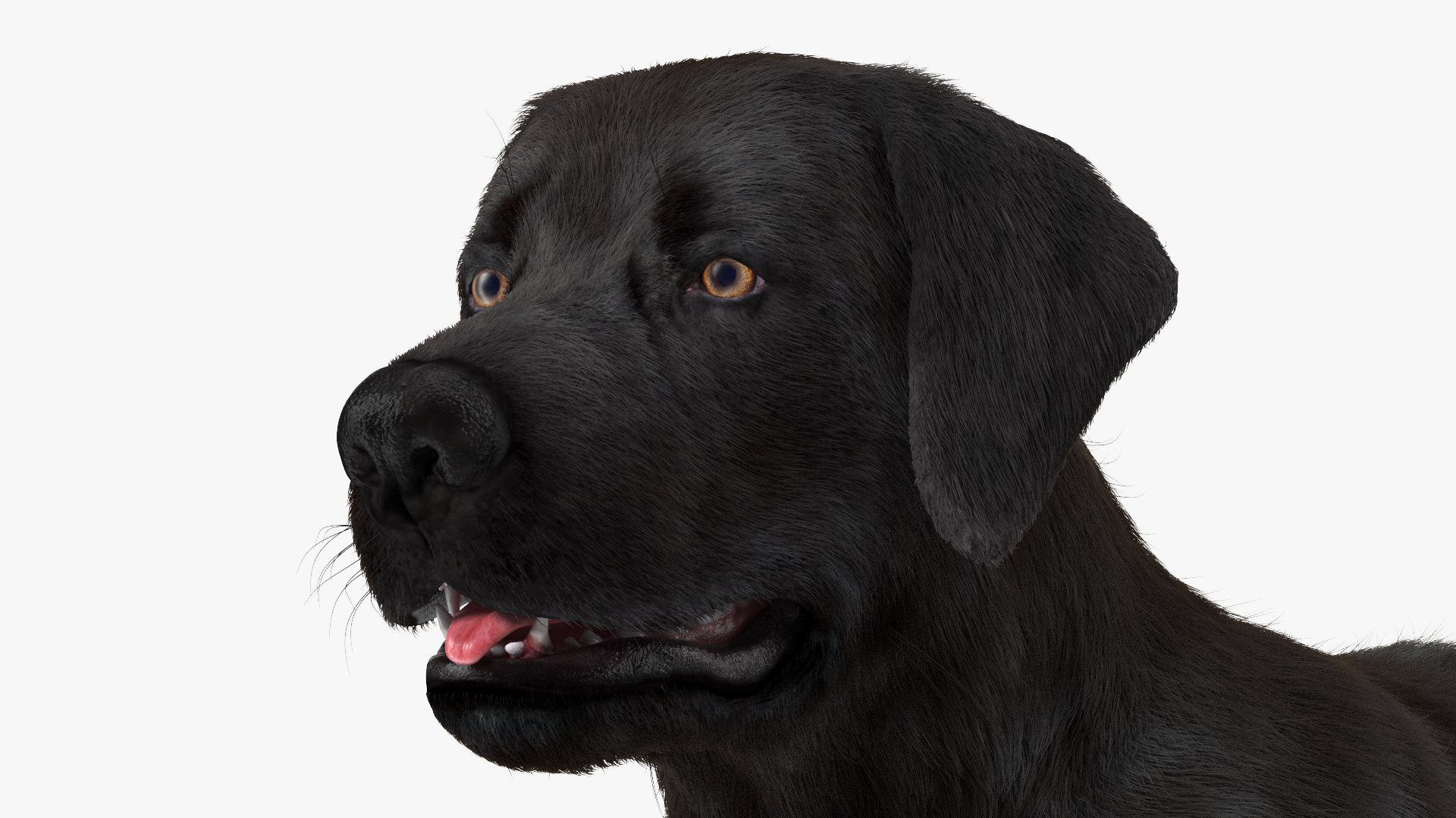 Labrador Dog Black Rigged Fur 3D model