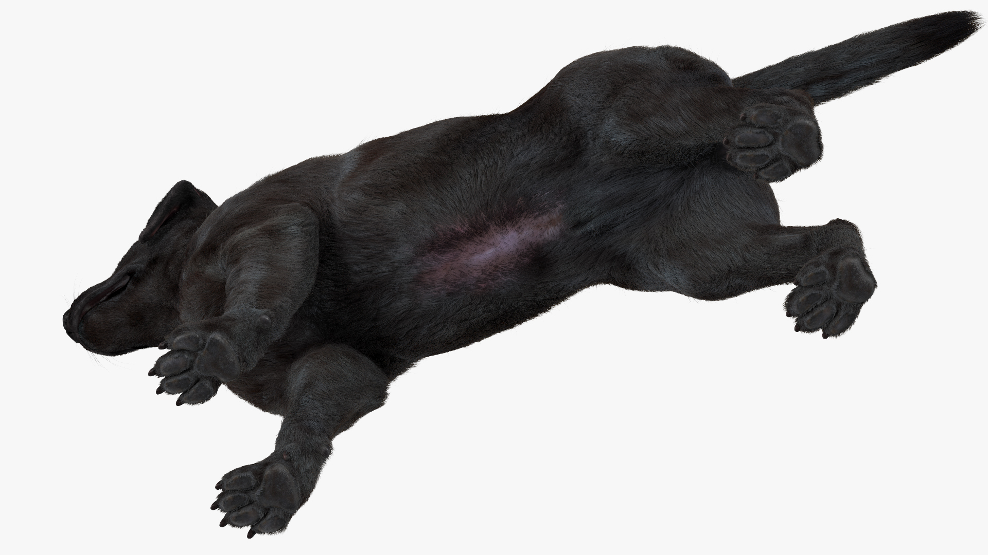Labrador Dog Black Rigged Fur 3D model