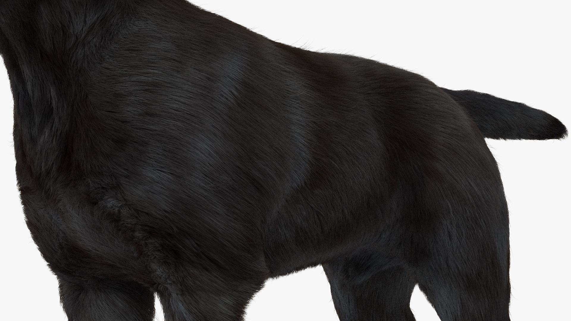 Labrador Dog Black Rigged Fur 3D model