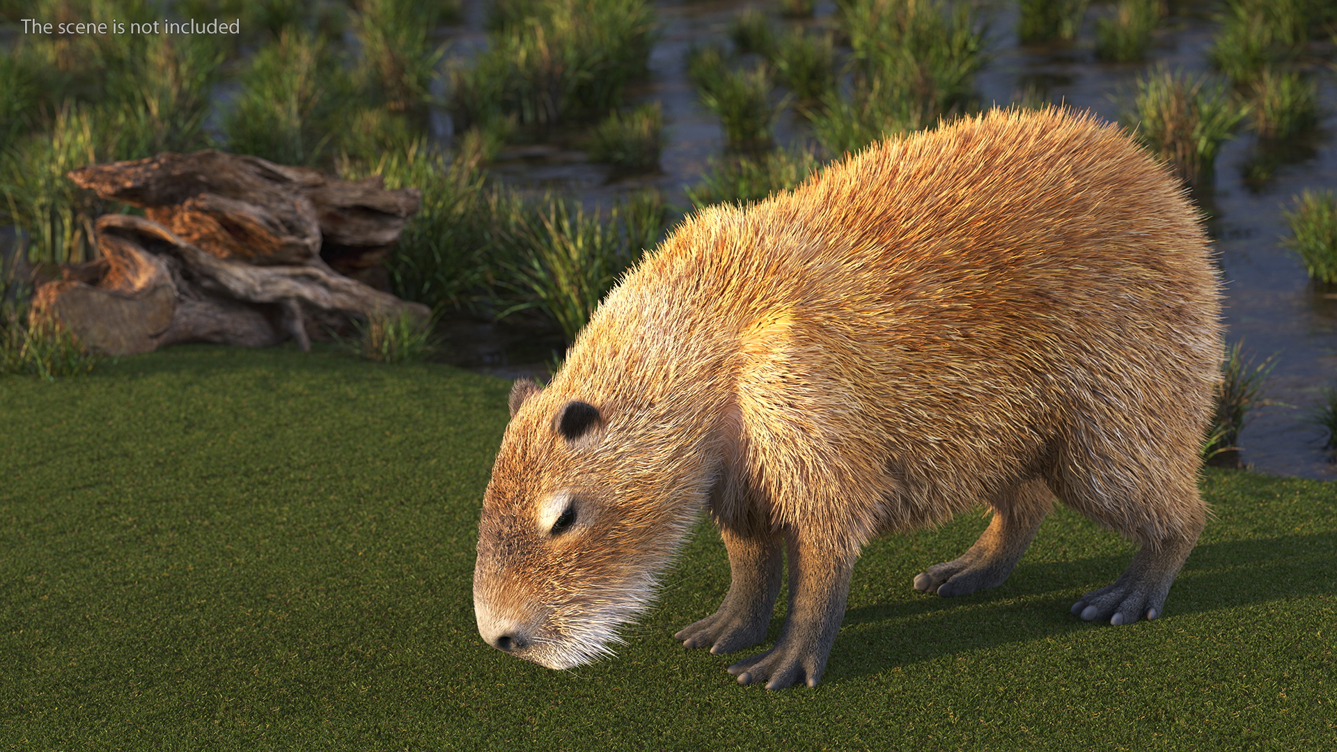 Capybara Fur Rigged 3D model