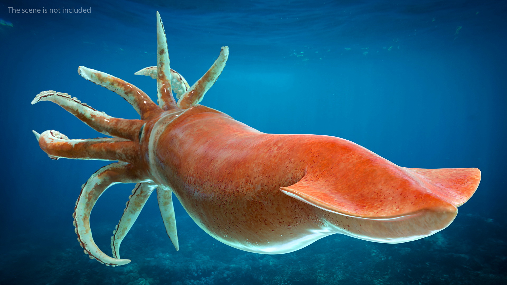 3D Doryteuthis Plei Arrow Squid model