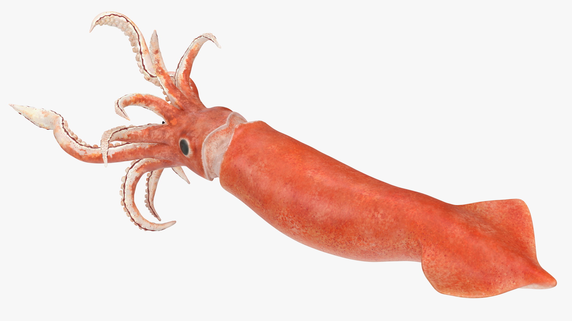 3D Doryteuthis Plei Arrow Squid model