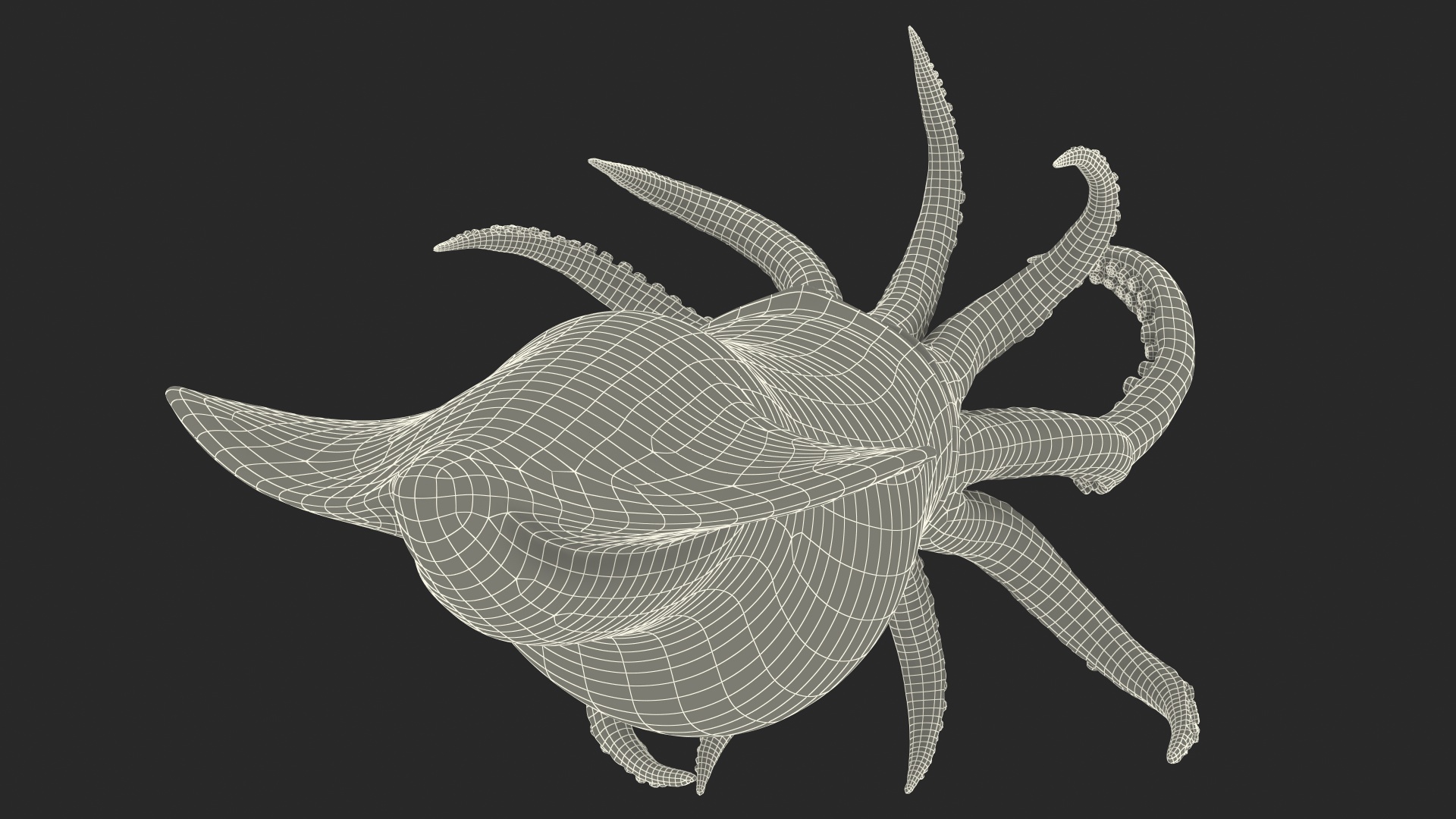 3D Doryteuthis Plei Arrow Squid model
