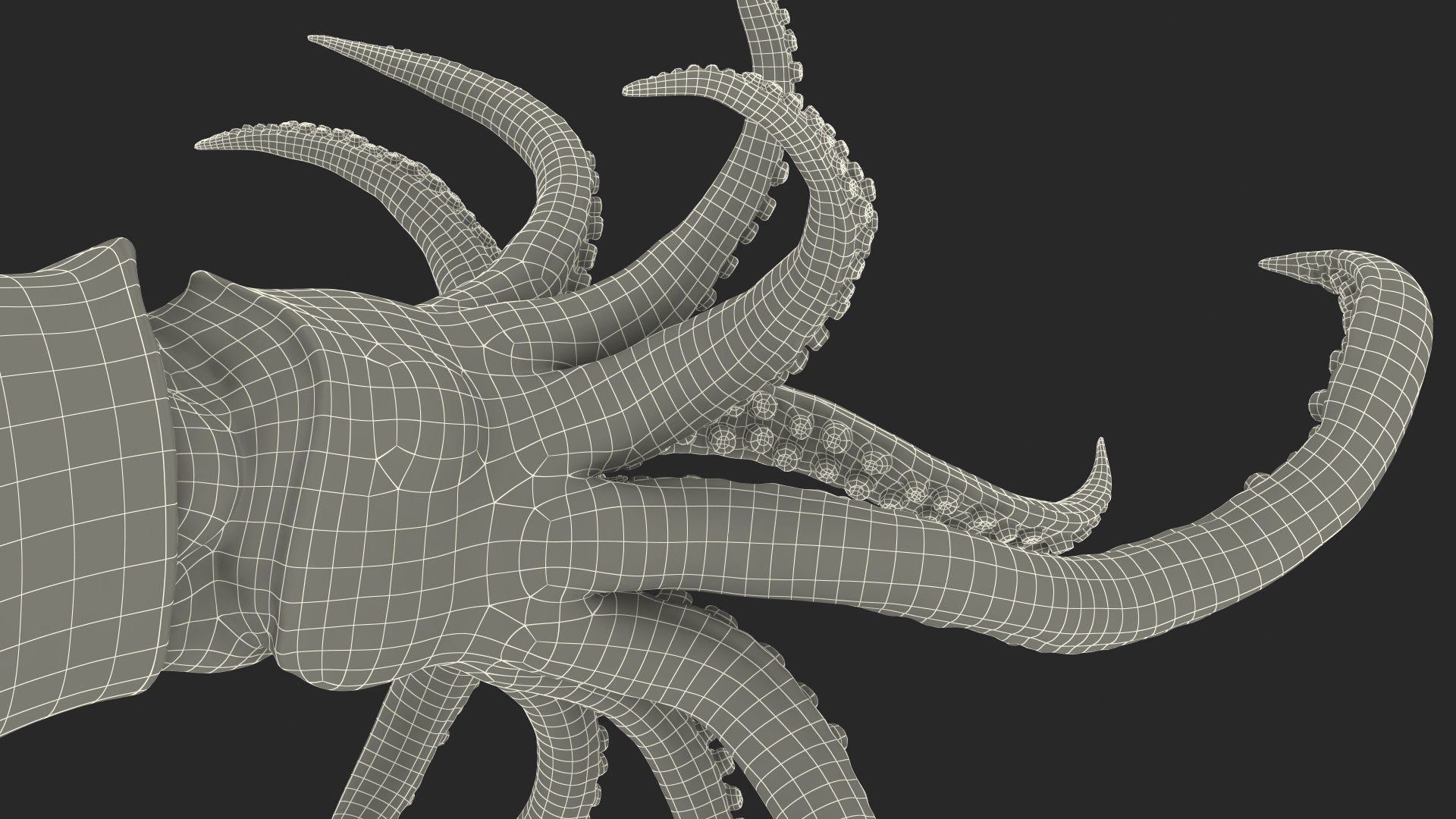 3D Doryteuthis Plei Arrow Squid model