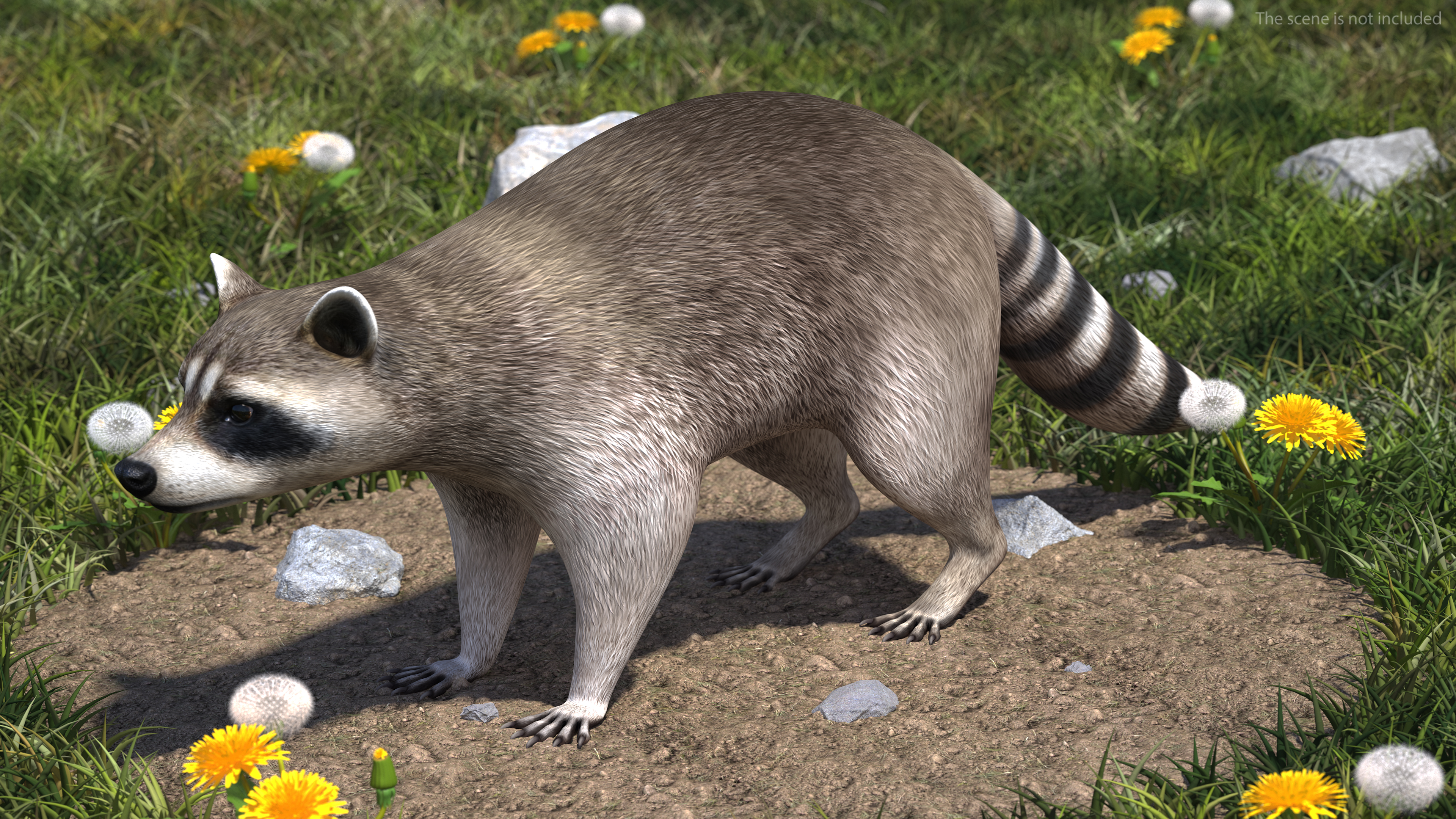 Raccoon 3D model