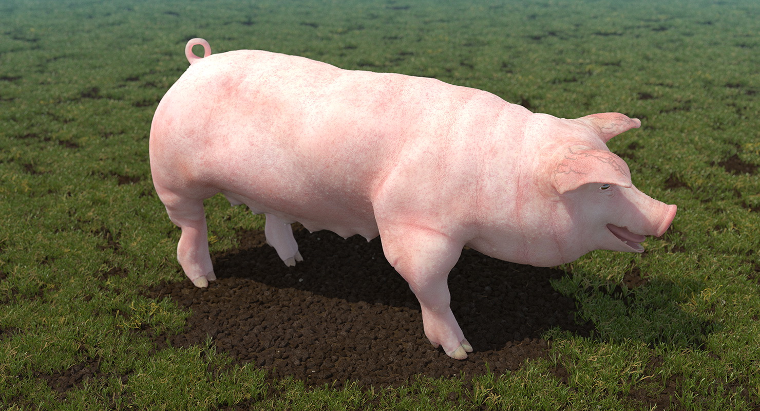 Pig Sow Landrace Walking Pose 3D model