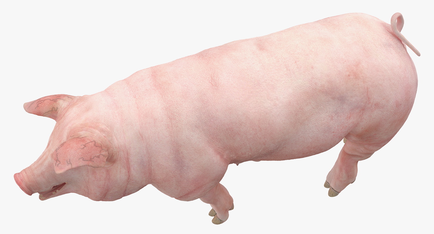 Pig Sow Landrace Walking Pose 3D model