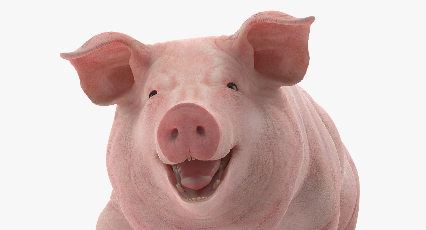 Pig Sow Landrace Walking Pose 3D model