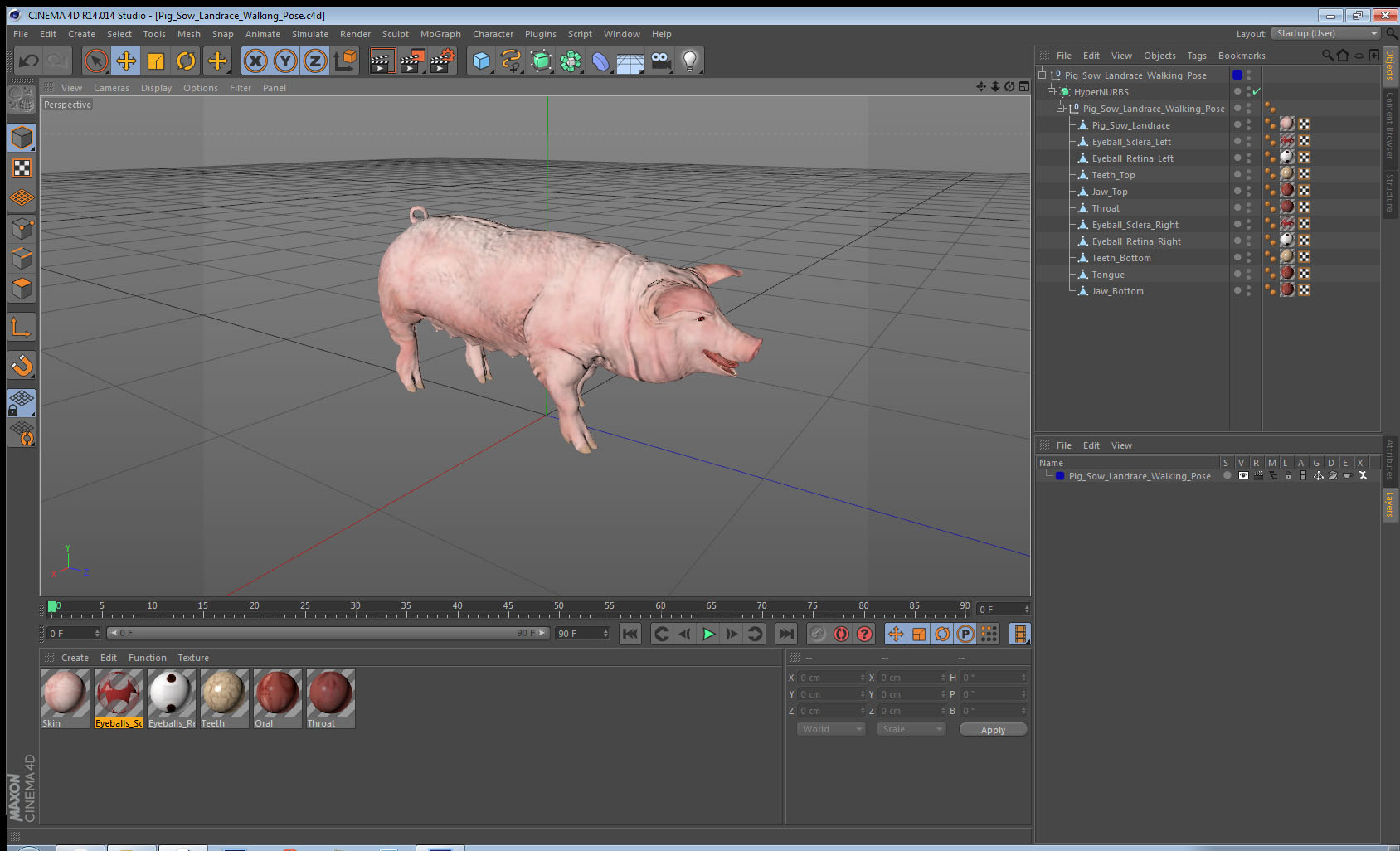 Pig Sow Landrace Walking Pose 3D model