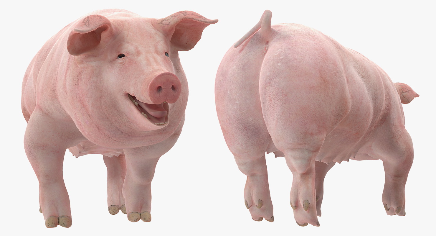 Pig Sow Landrace Walking Pose 3D model