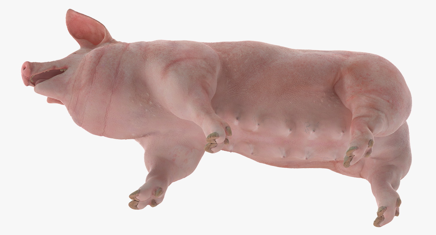 Pig Sow Landrace Walking Pose 3D model